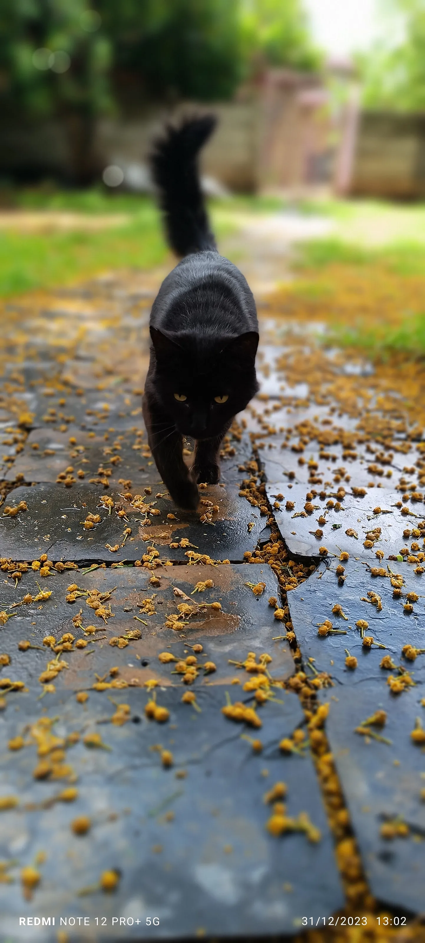 Mini Black Panther....