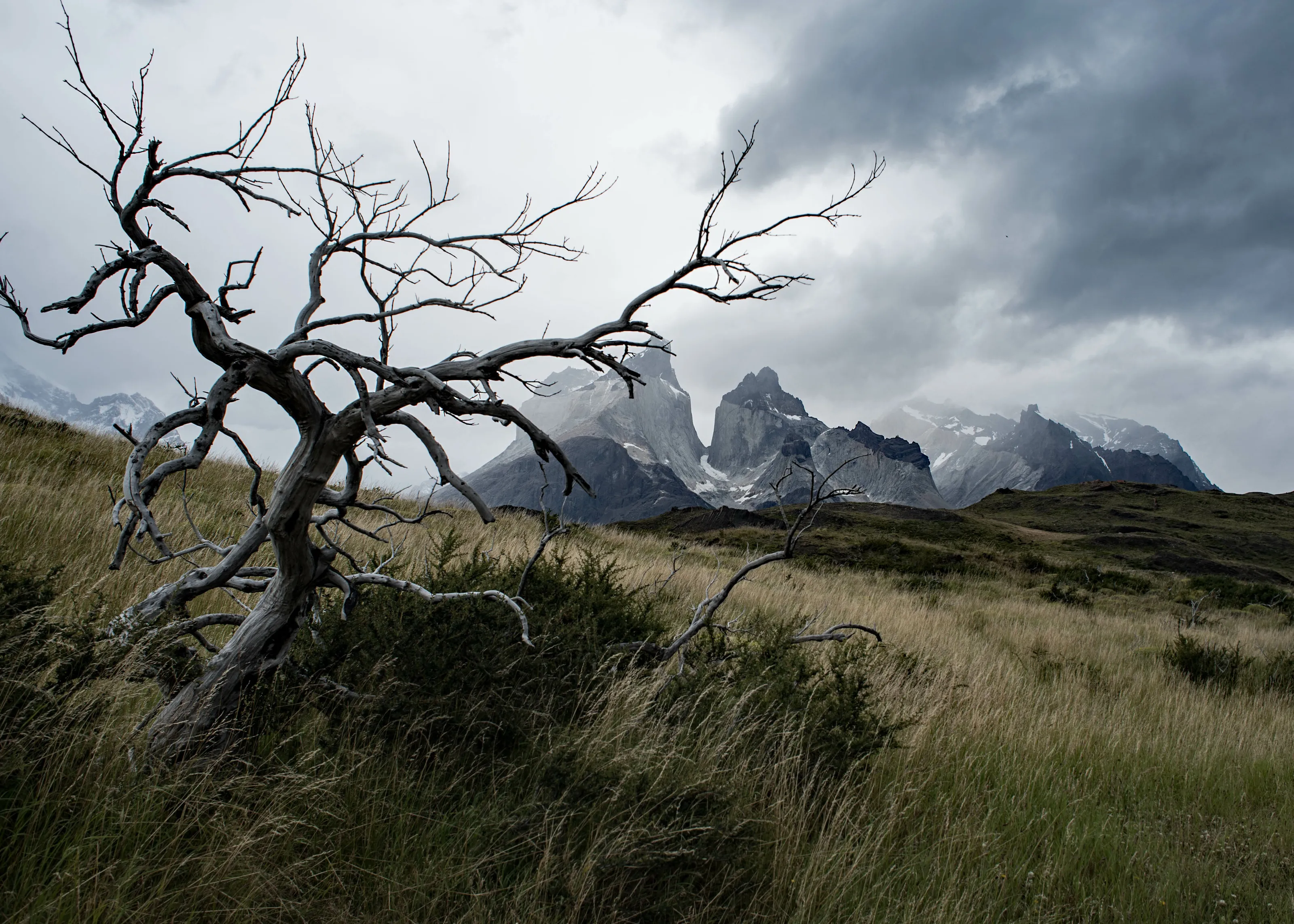 Tree and Massif