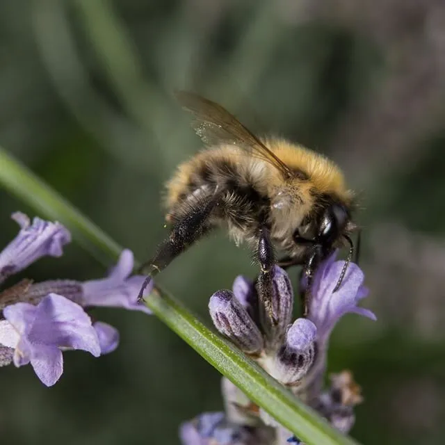 Lavender Bee