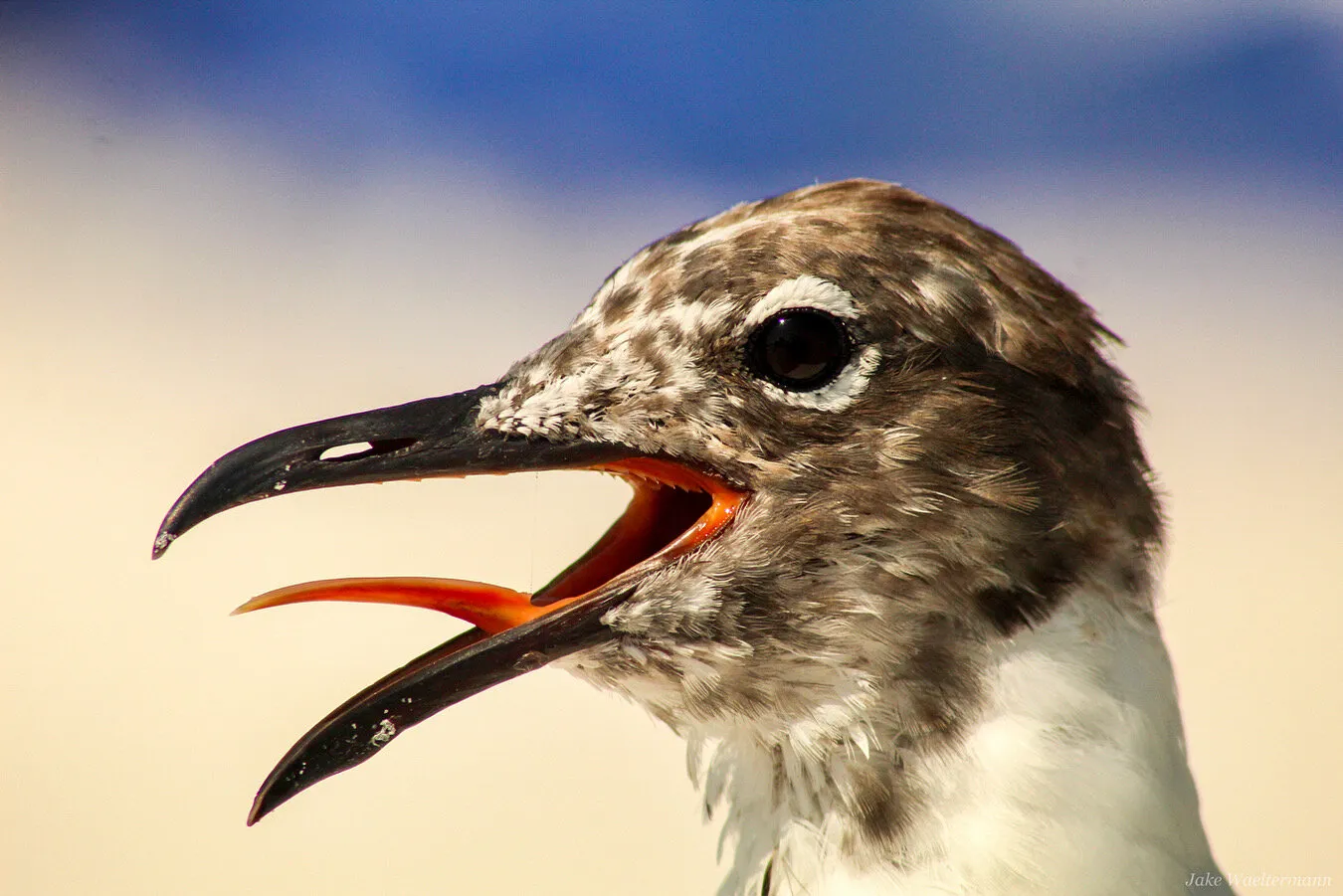Laughing Laughing Gull