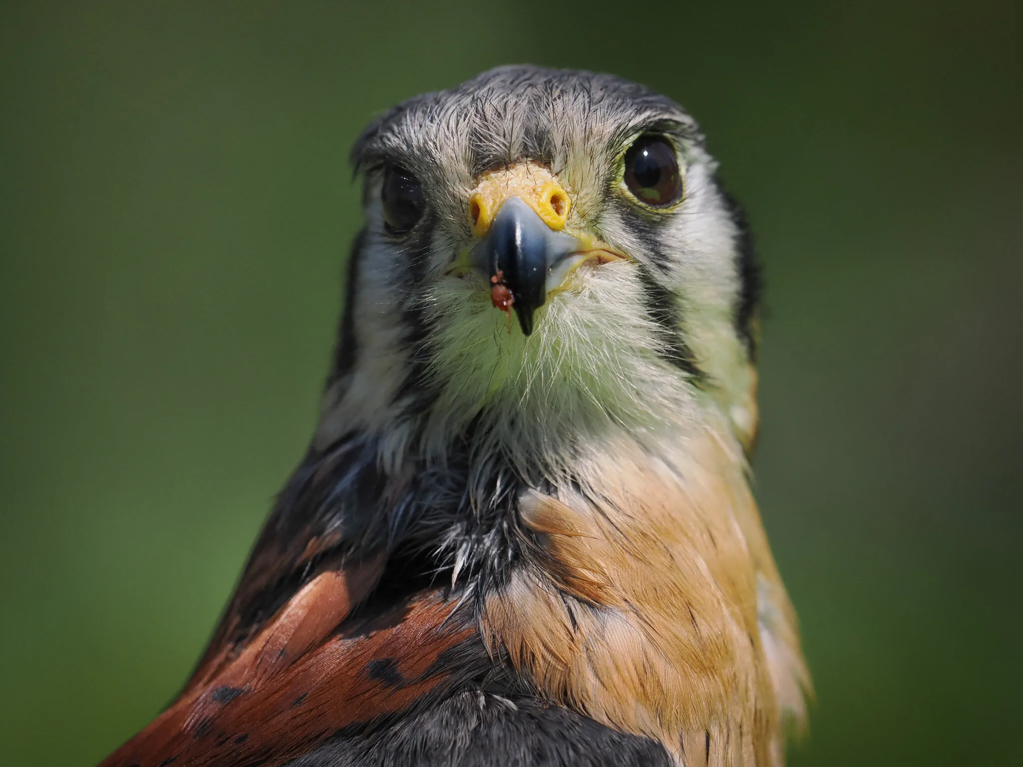 Closeup photo of a bird