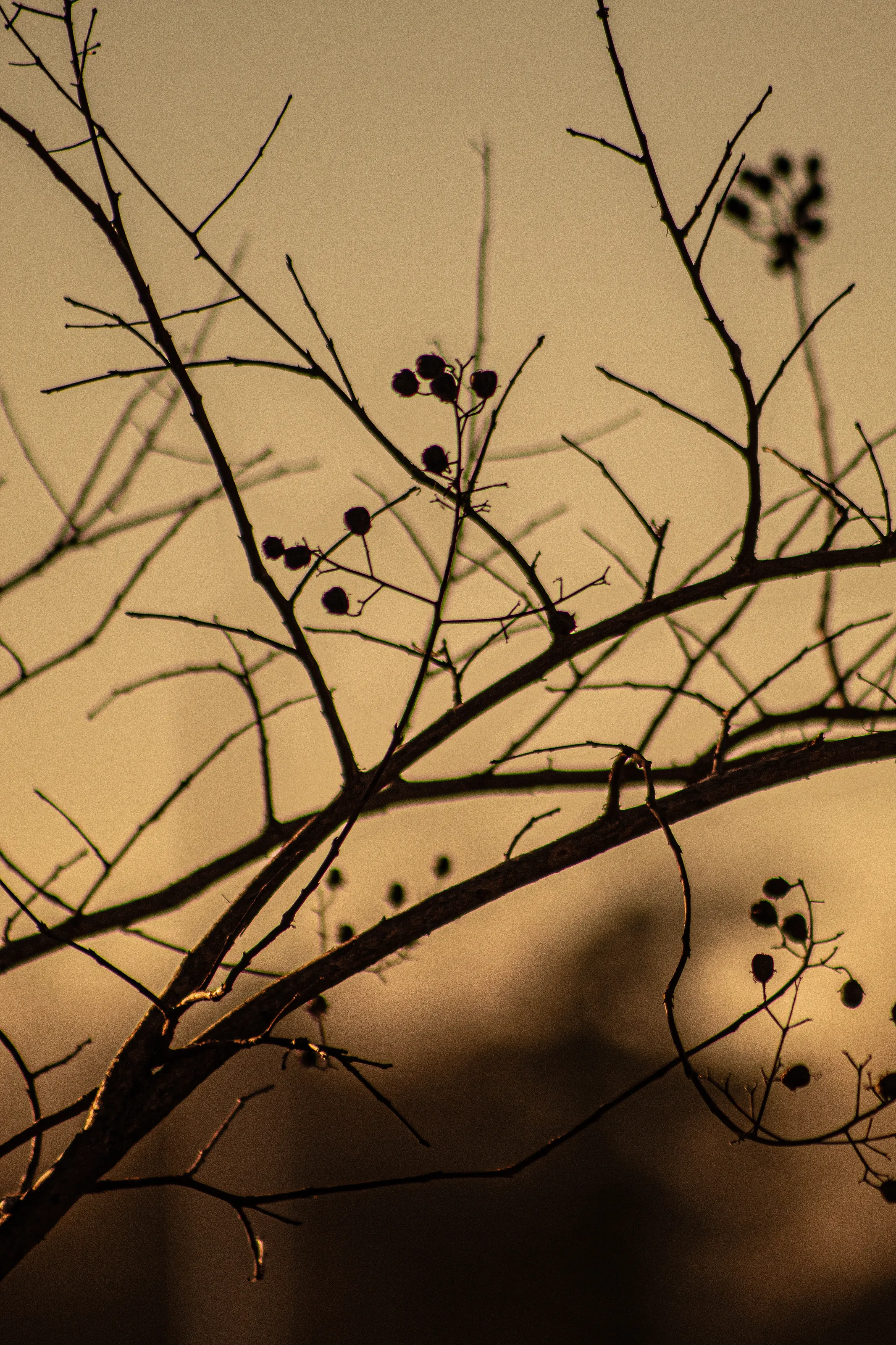 Golden Hour
