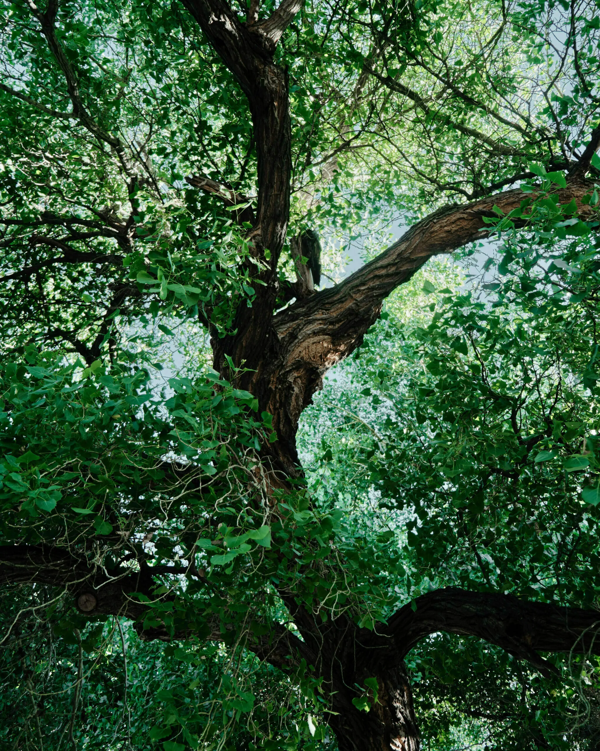 Bosque Cottonwood