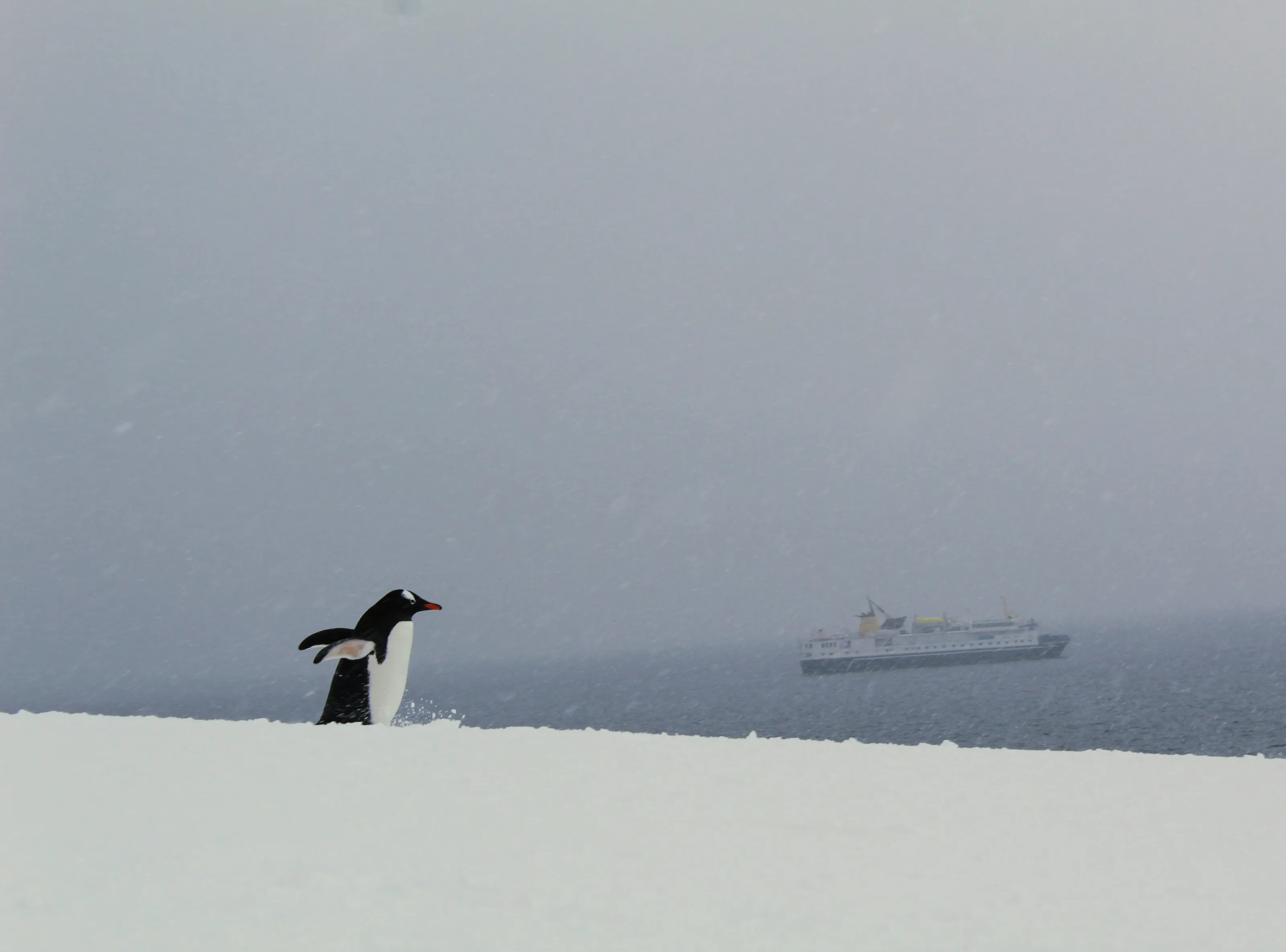 polar giant