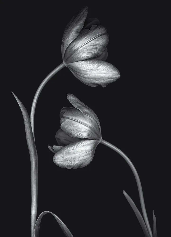 Two Tulips