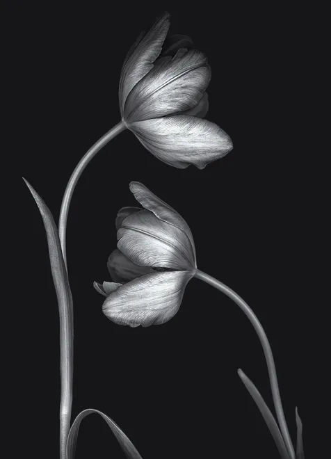Two Tulips