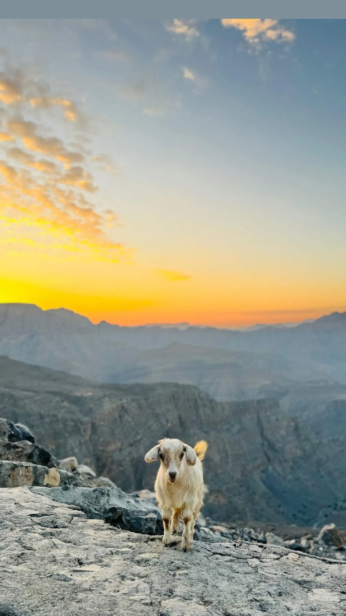 Mountain Goat at RAK