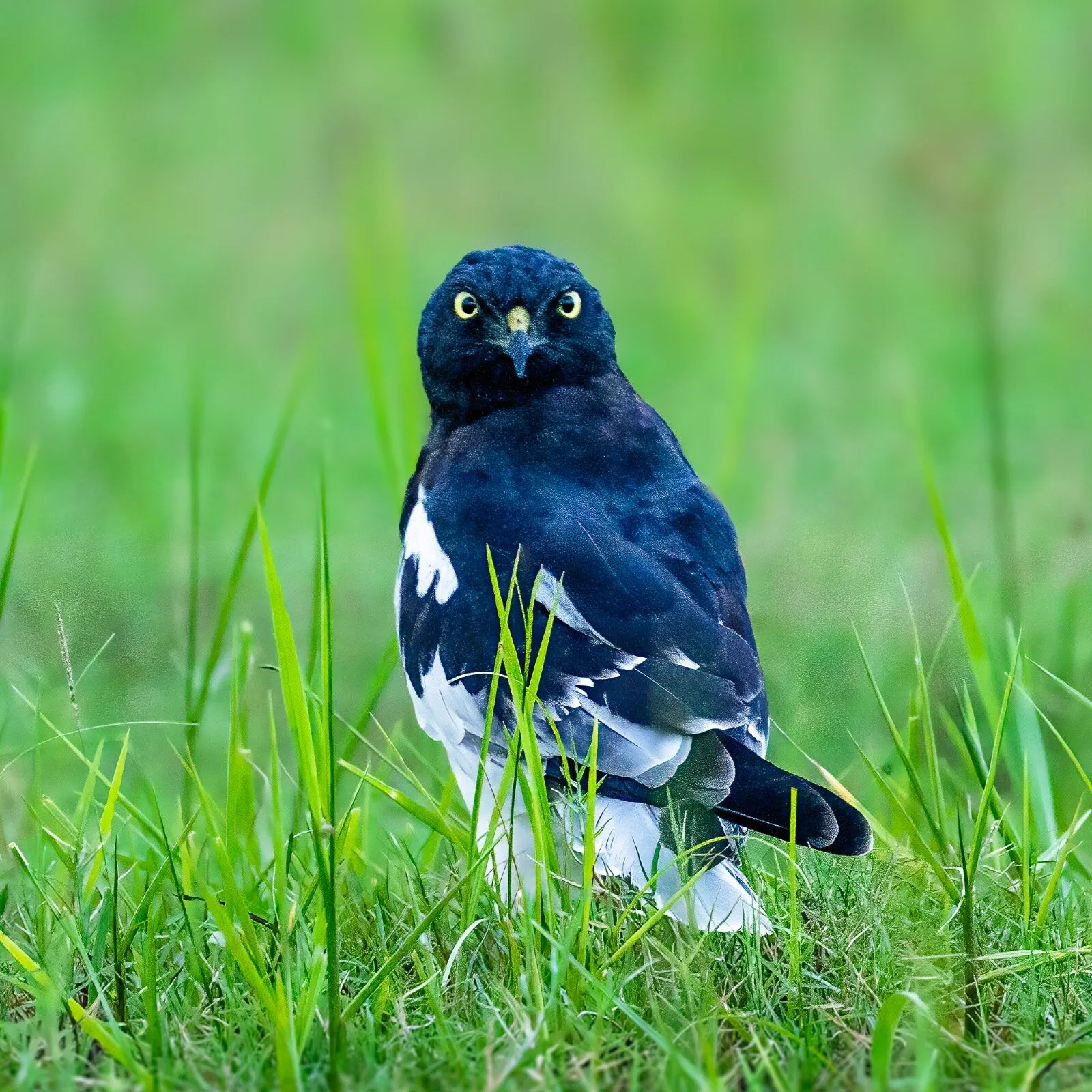 Grassland Ghost - Pied Harrier