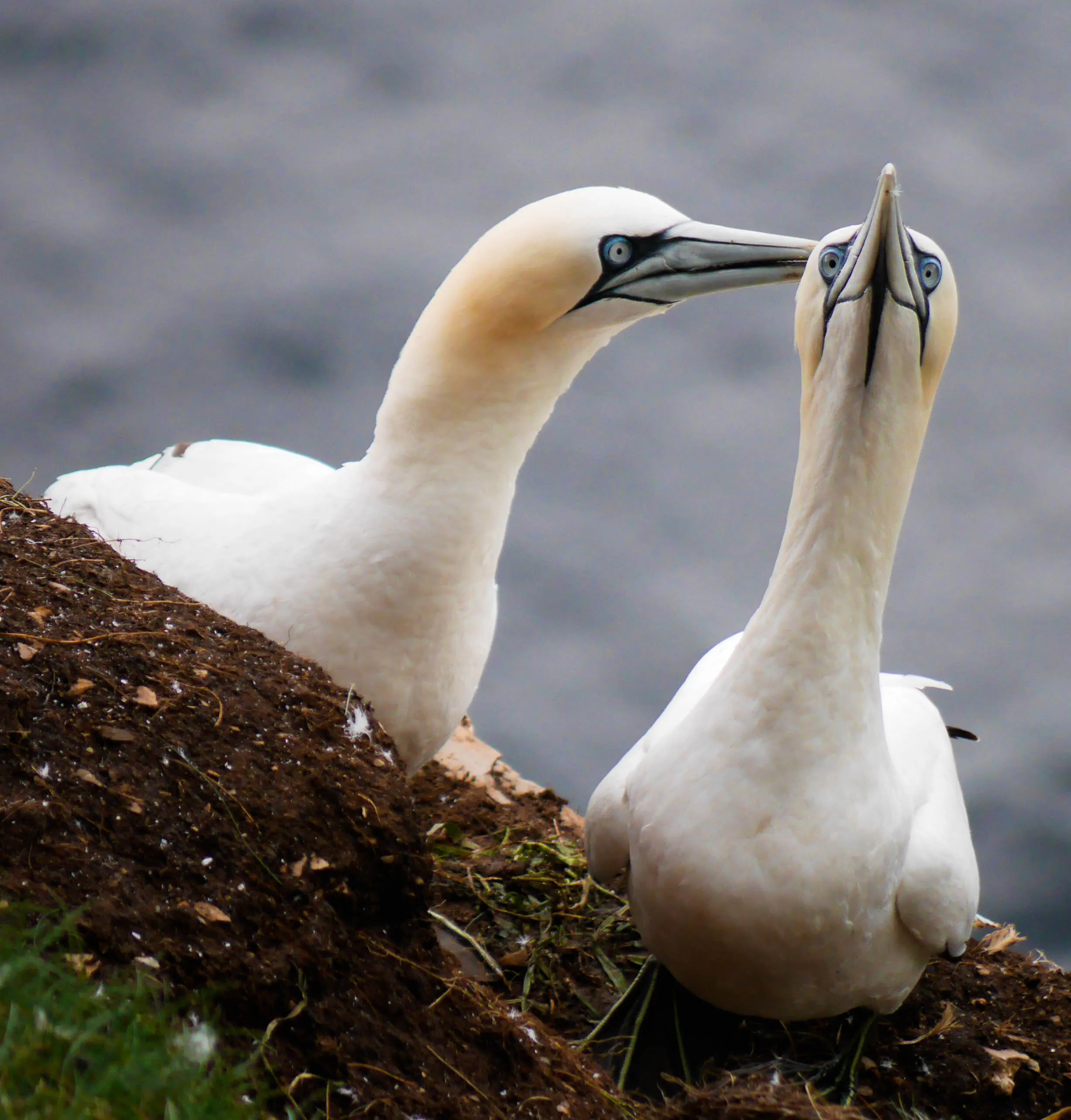 Gannet Love
