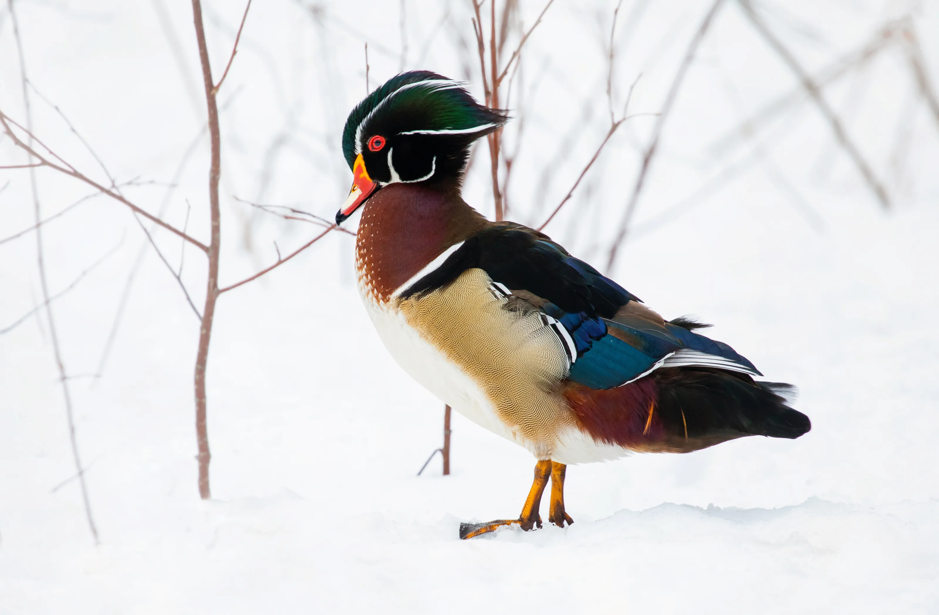 Colourfully Dressed