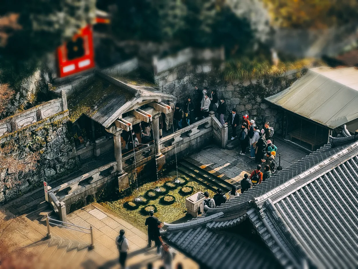 Entry 19006335