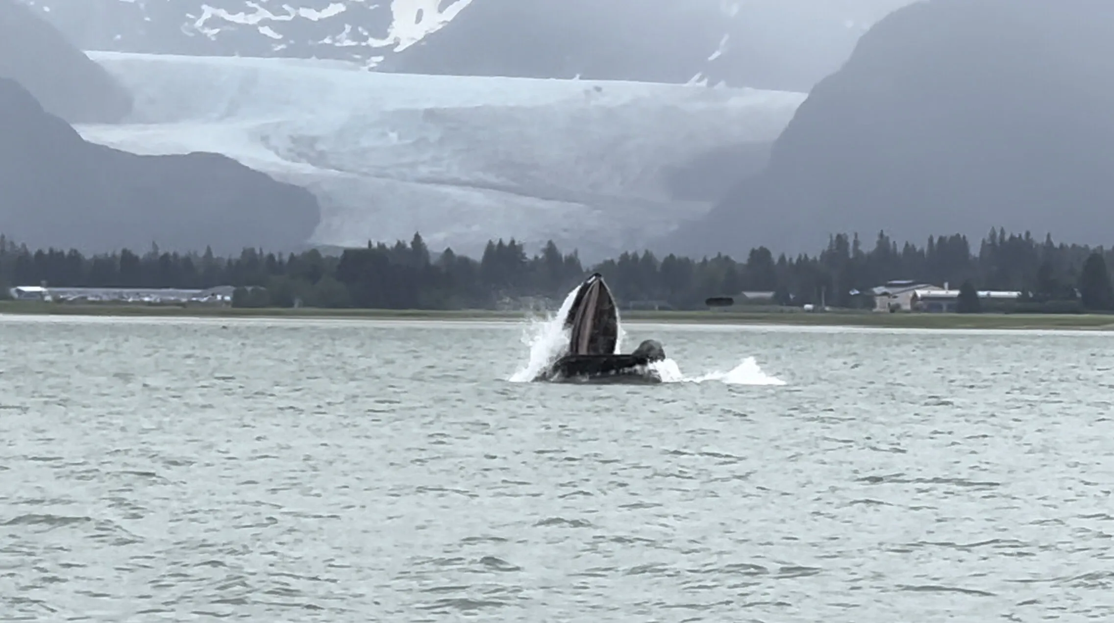 Humpback in Alaska