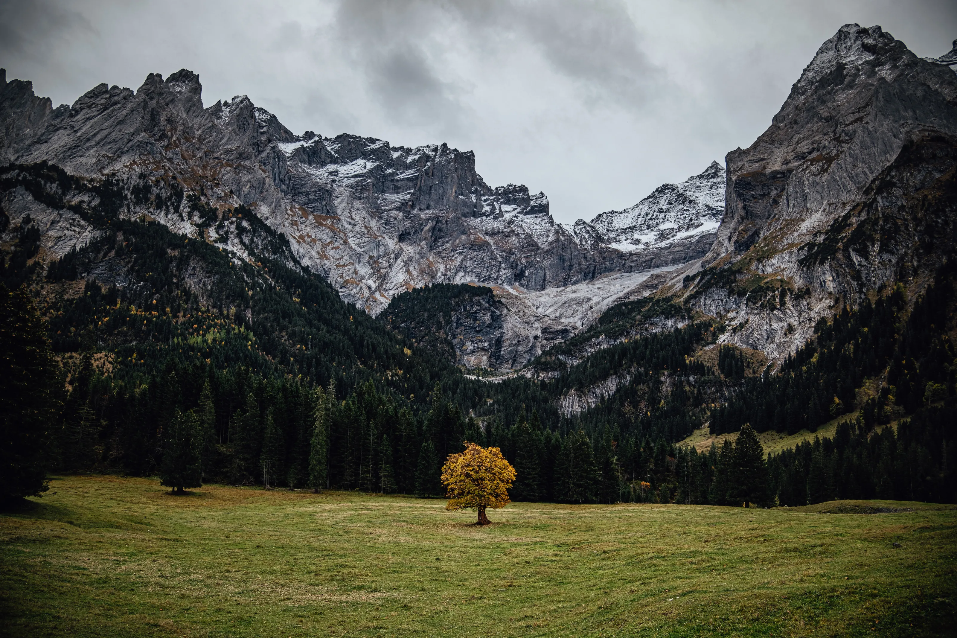 The lonely autumn tree