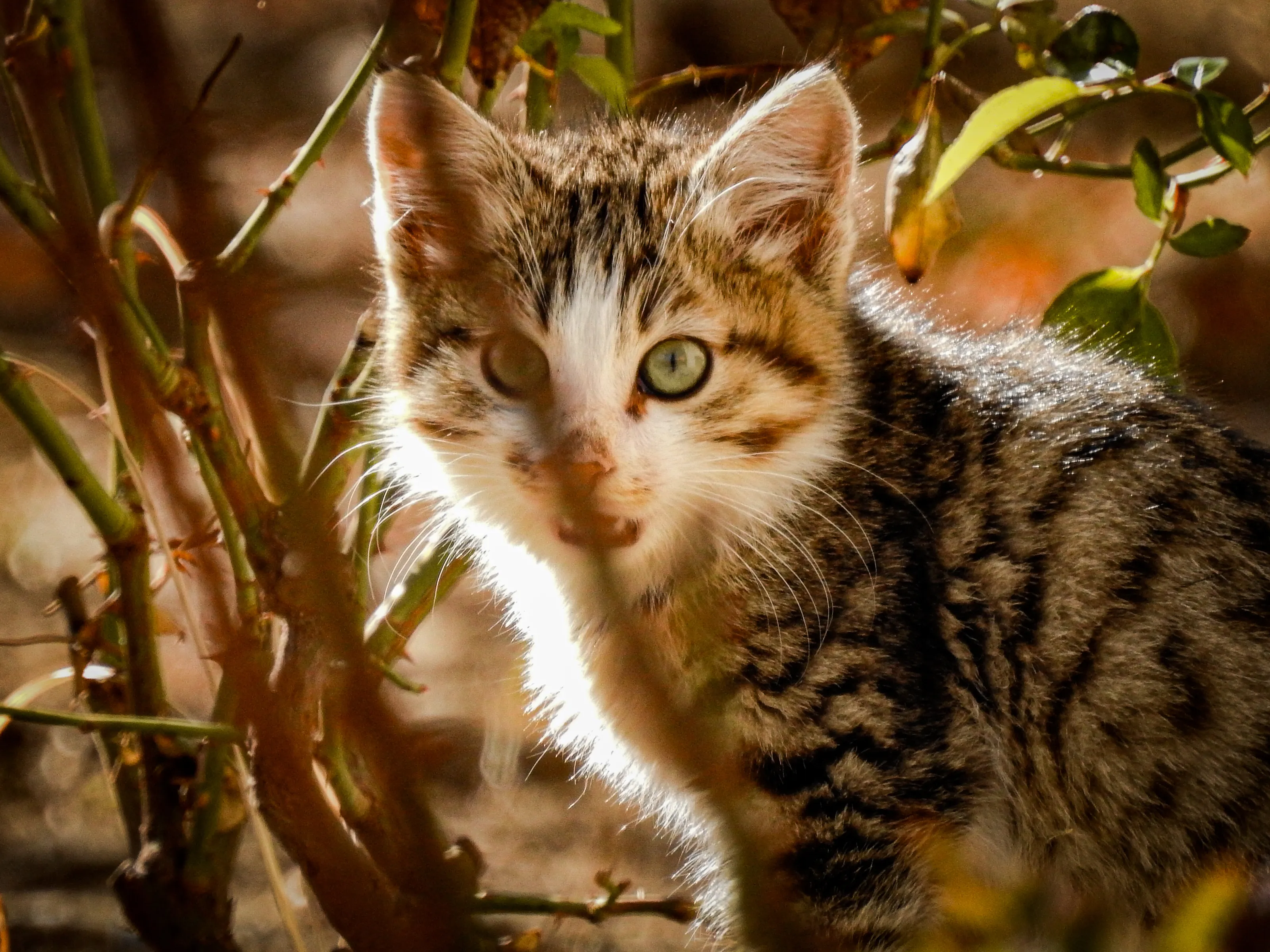 The Eye Contacting Cat
