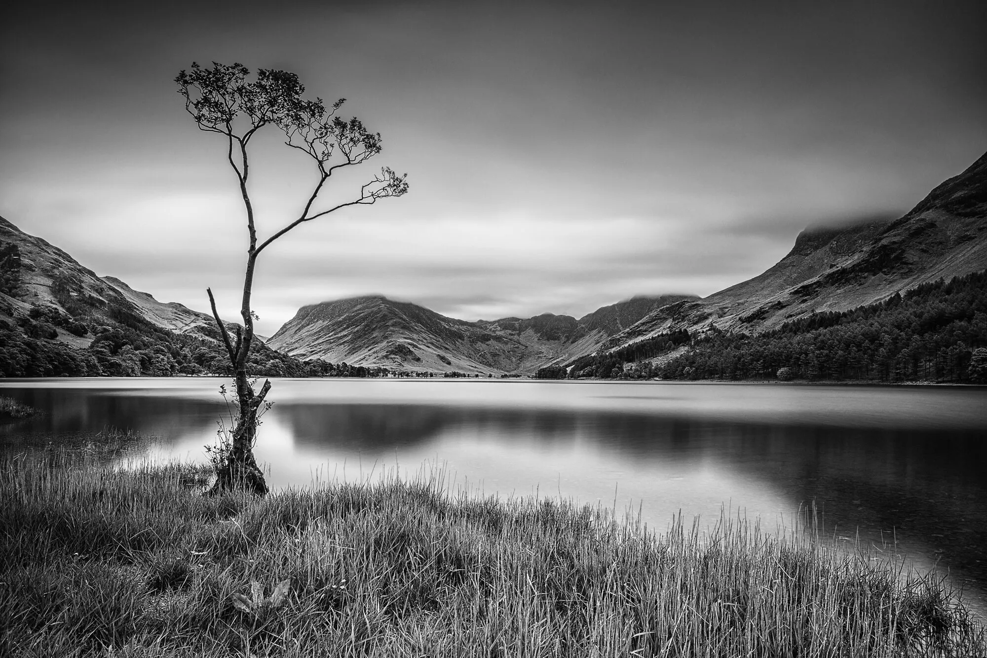 Lonely Tree