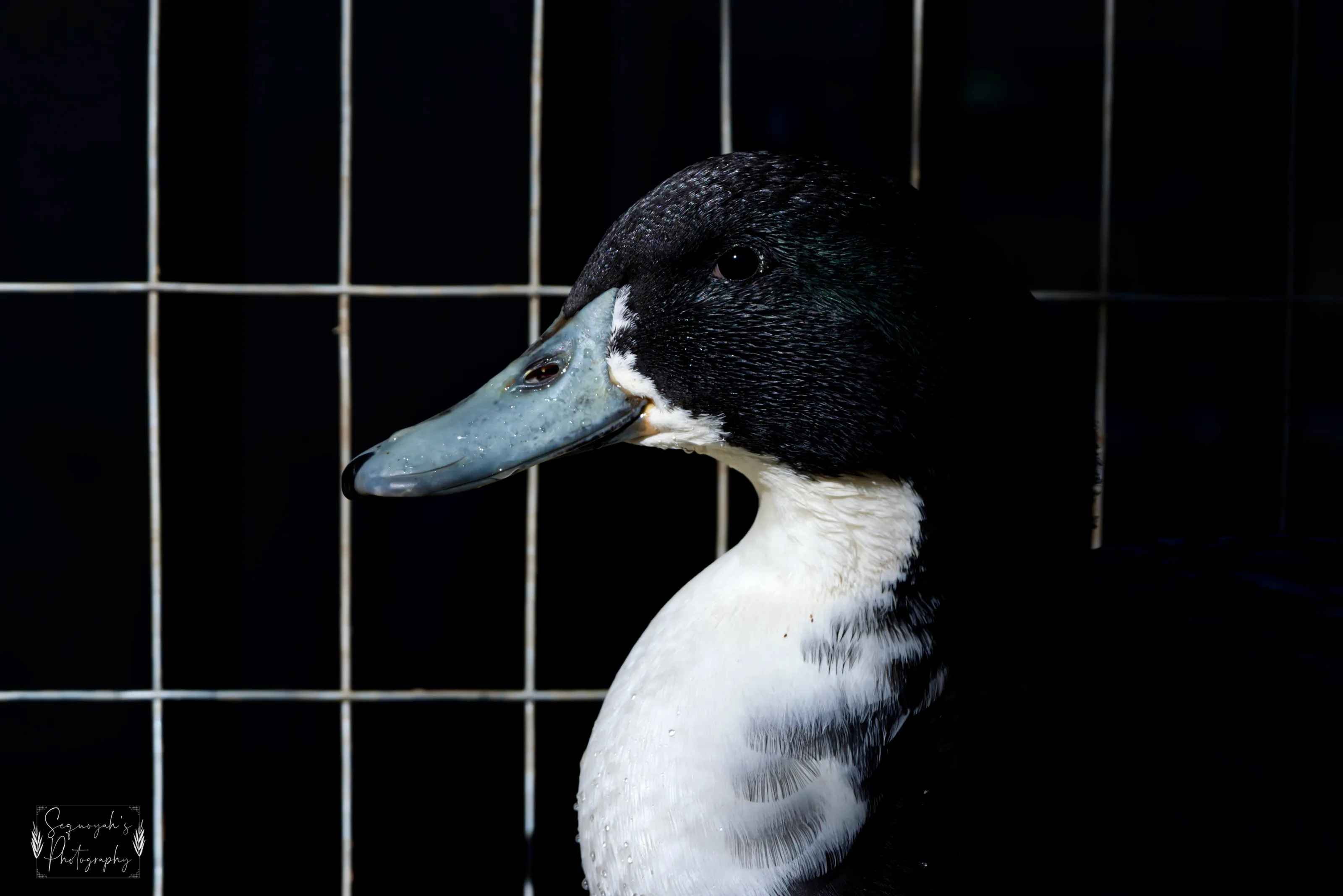 Quacker the Duck