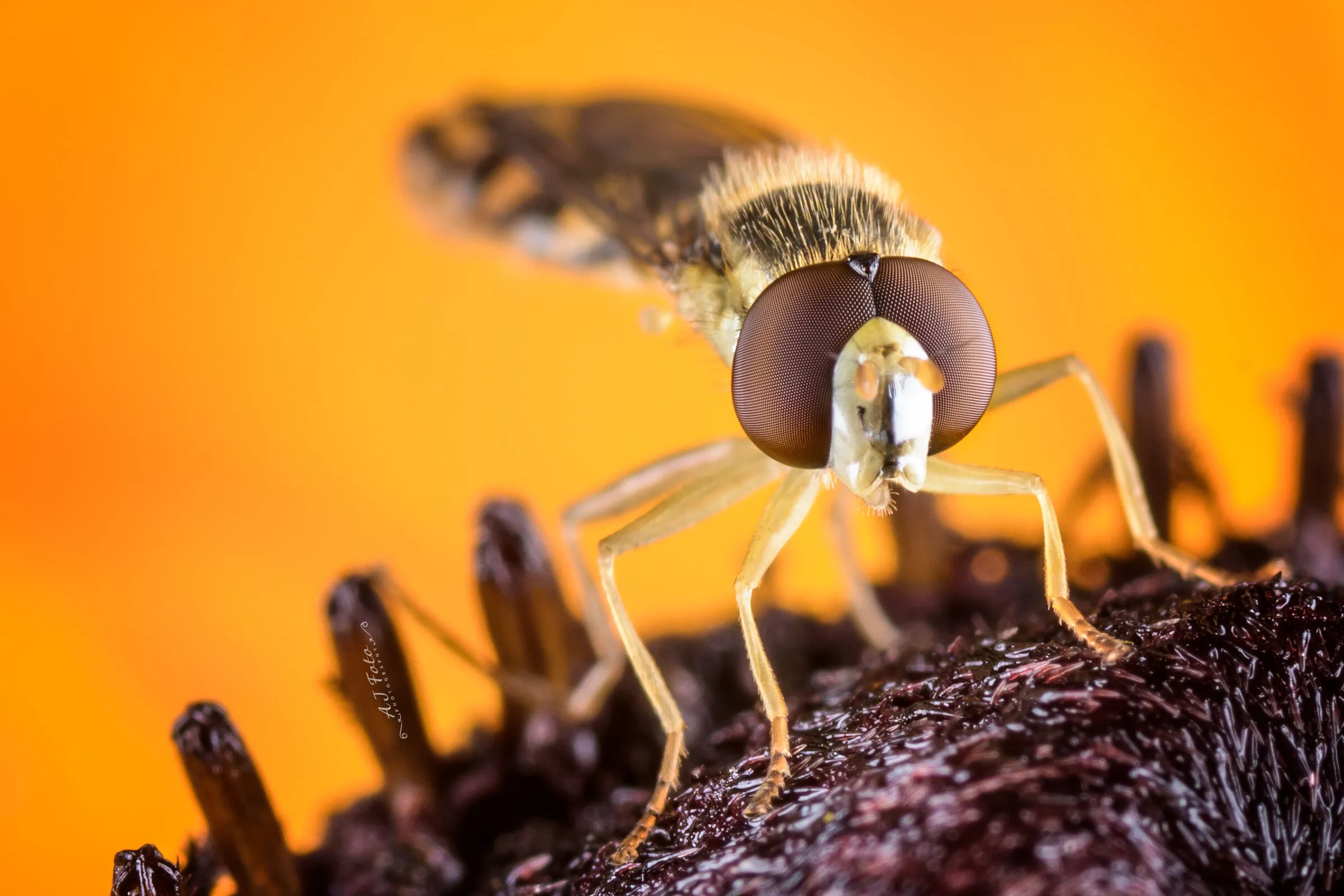Hoverfly
