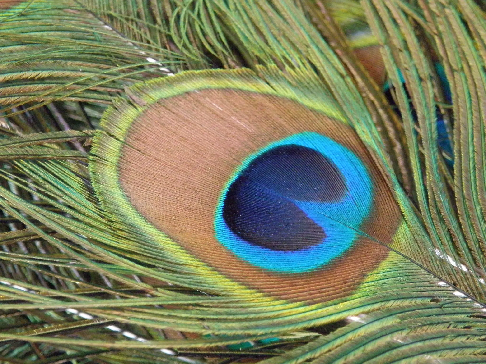 Peacock feather