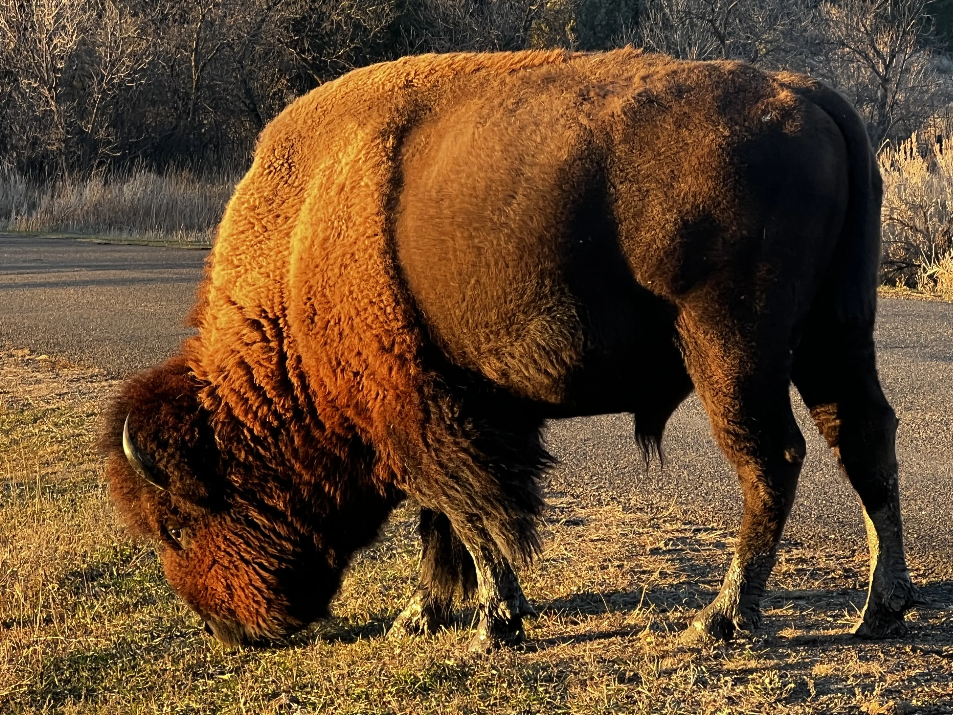 Grazing Bison