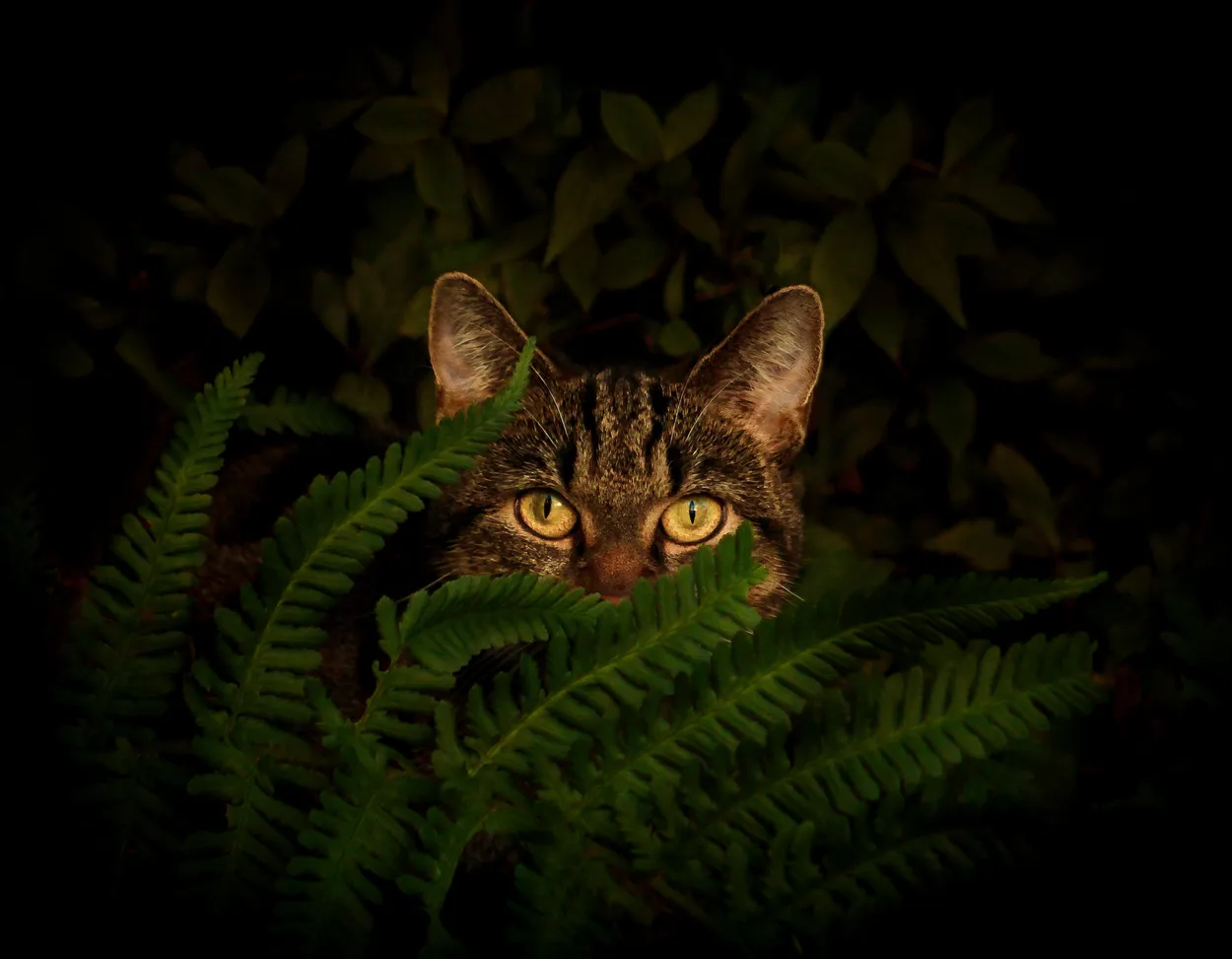 Stealthily I creep