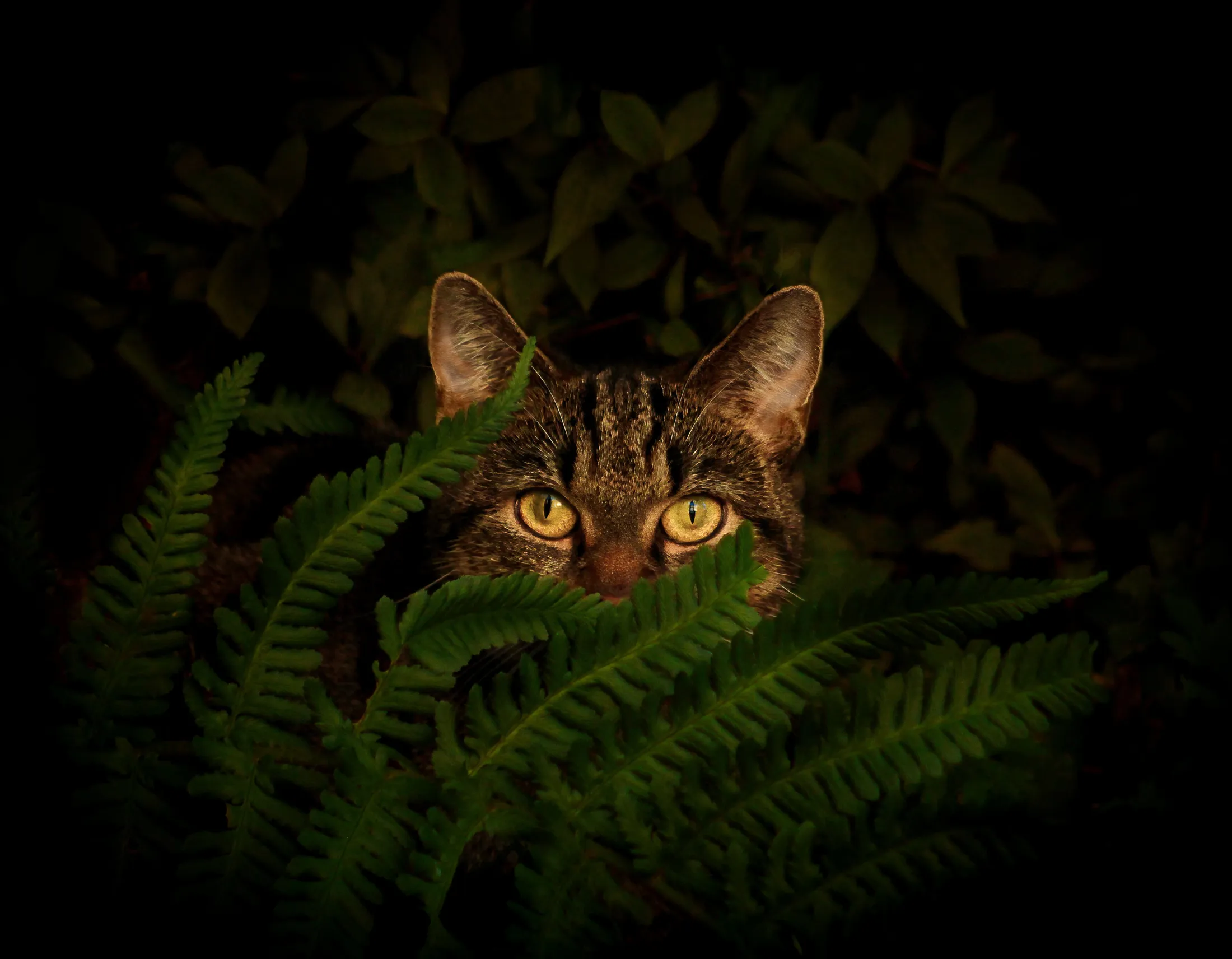 Stealthily I creep