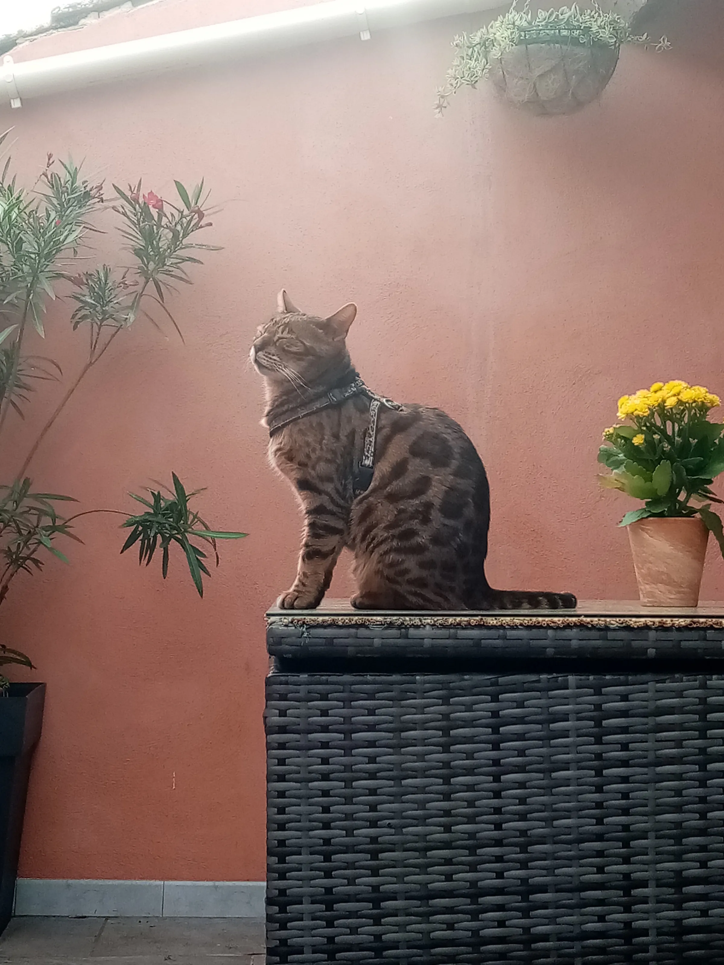 Le Bengal