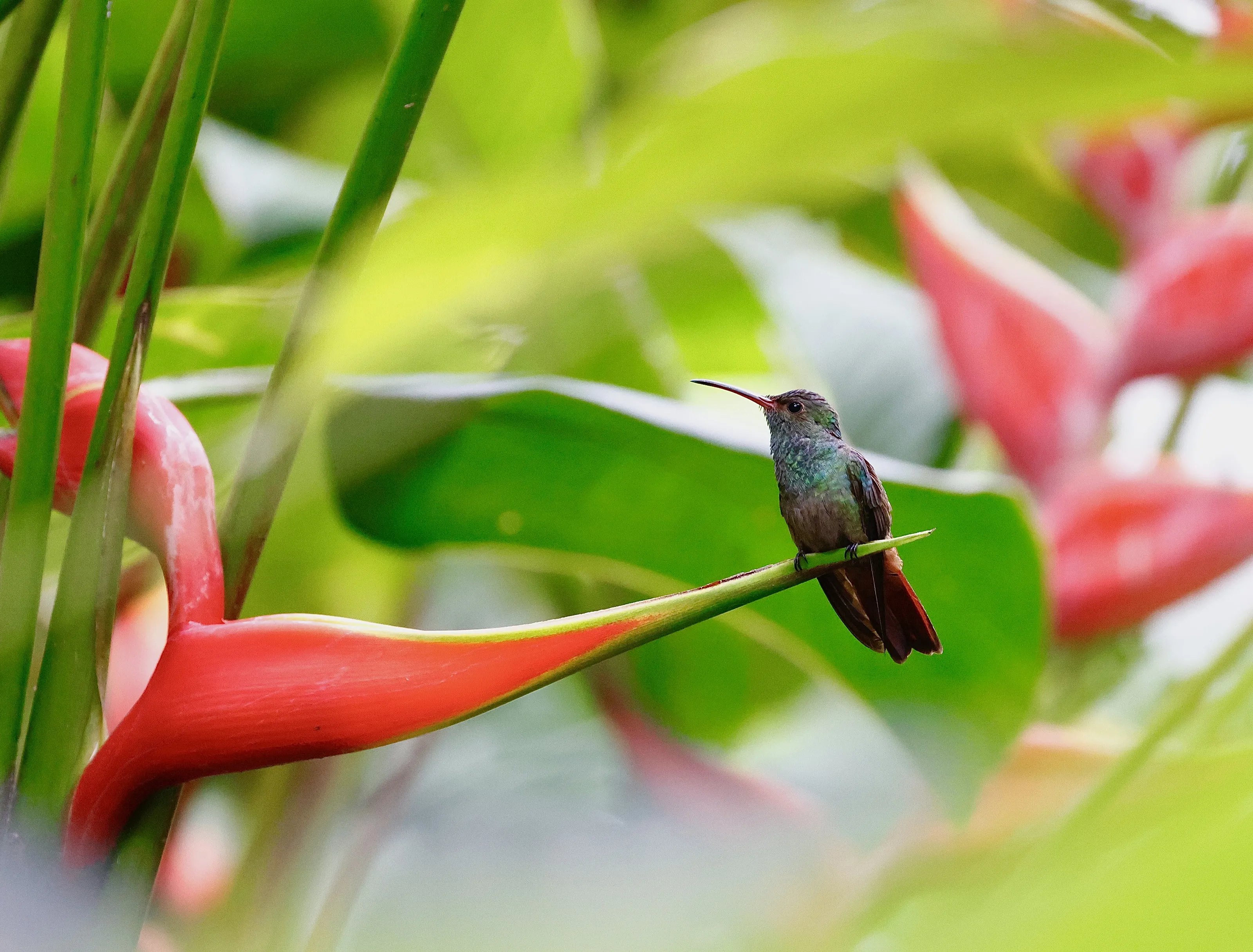 Rufus Tailed Humming Bird.