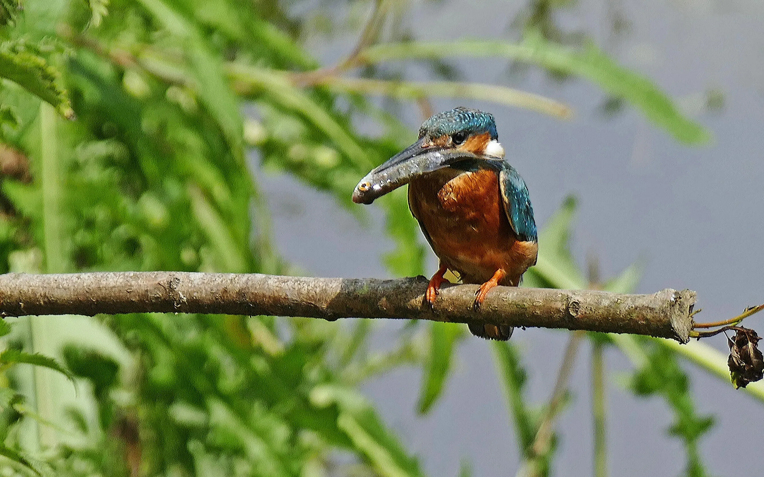 Catch of the day
