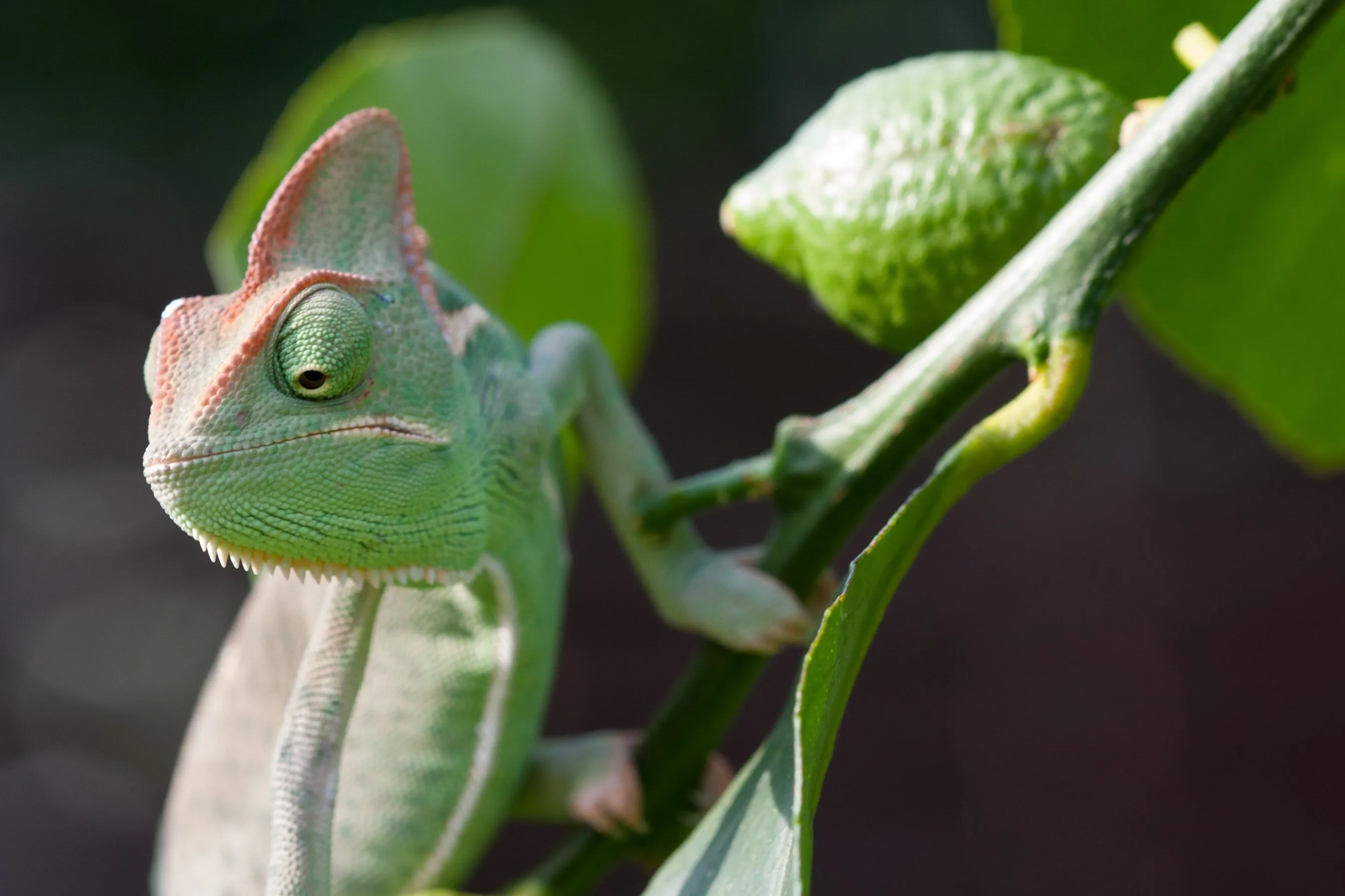 Chameleon lady on te hunt