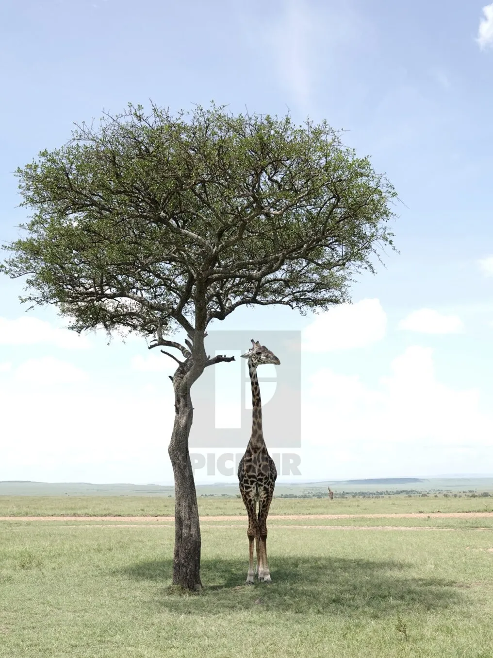 Giraffe