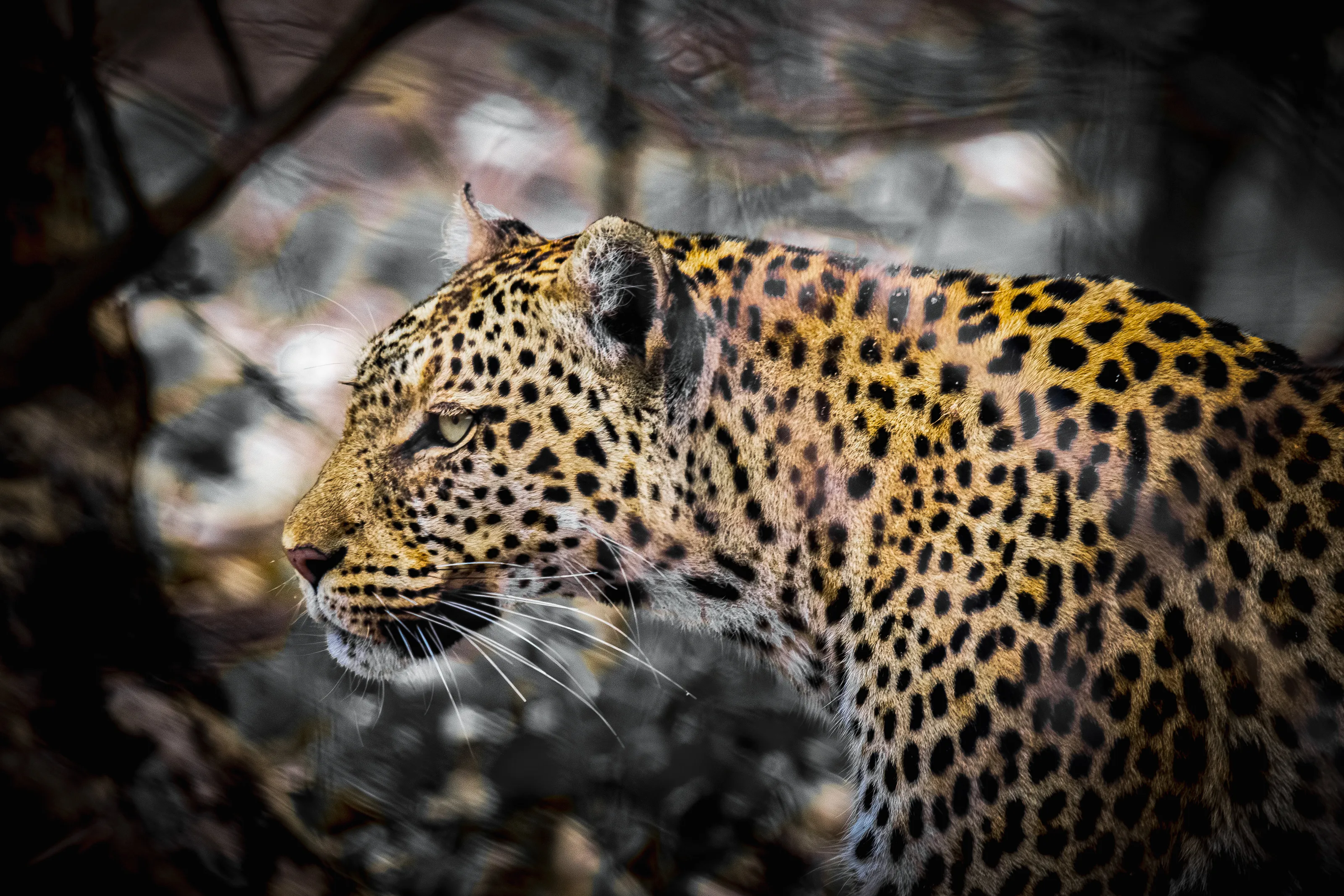The Leo King