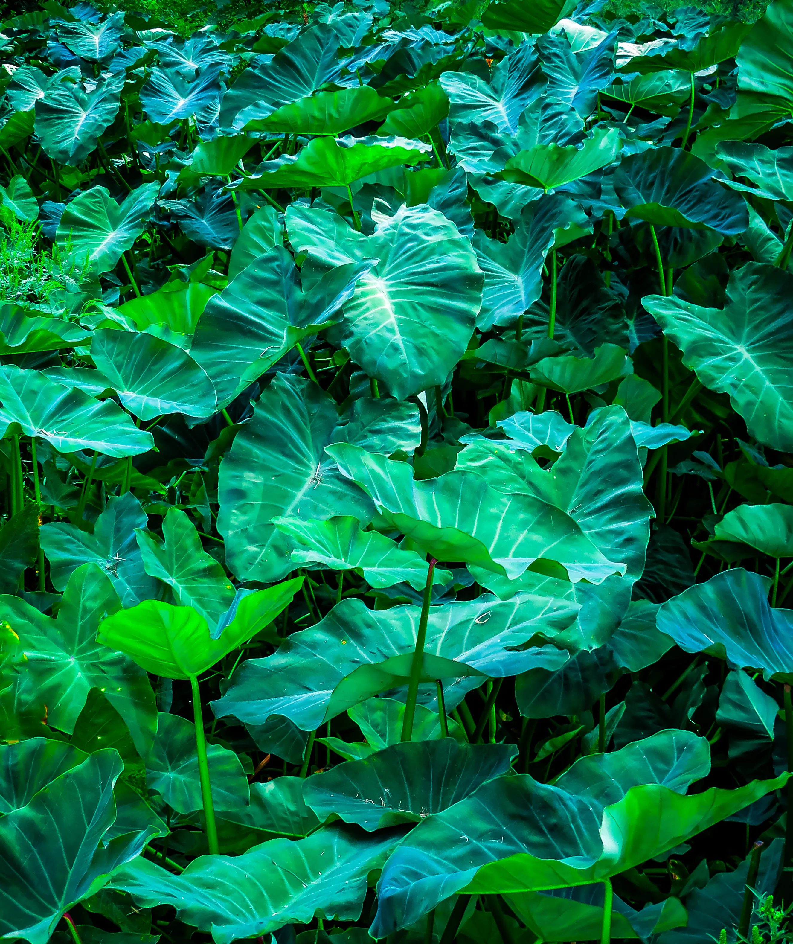 Sea of green