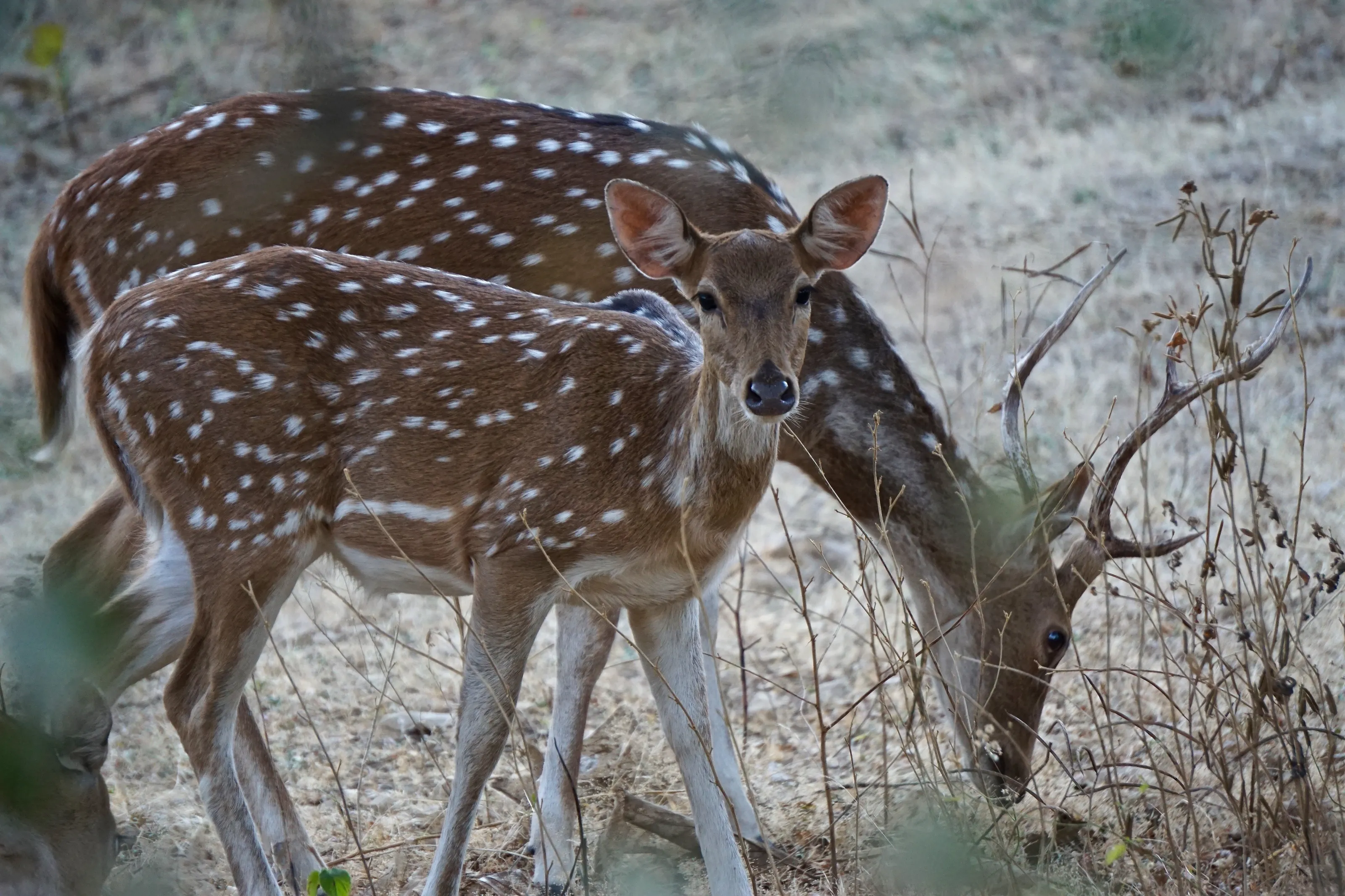 Oh Deer!