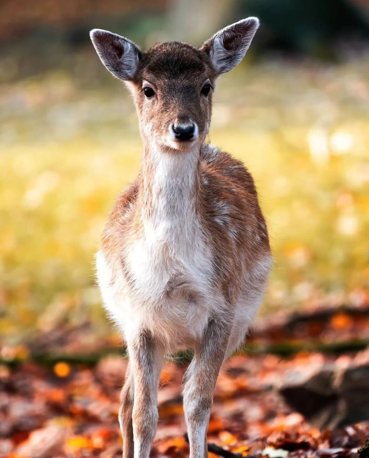 Deer on a field in Germany