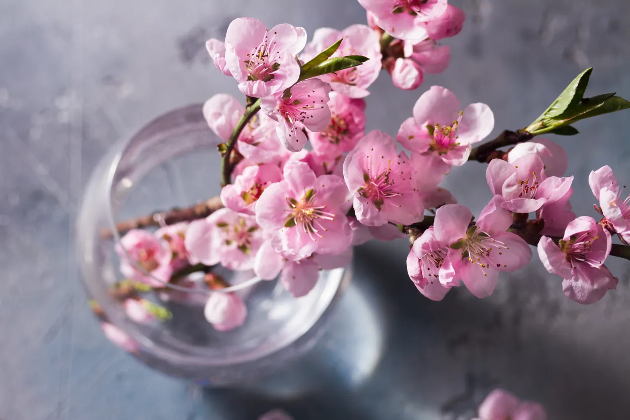 Pink cherry bloom