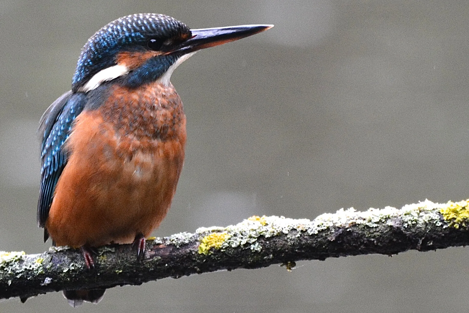Wary Kingfisher