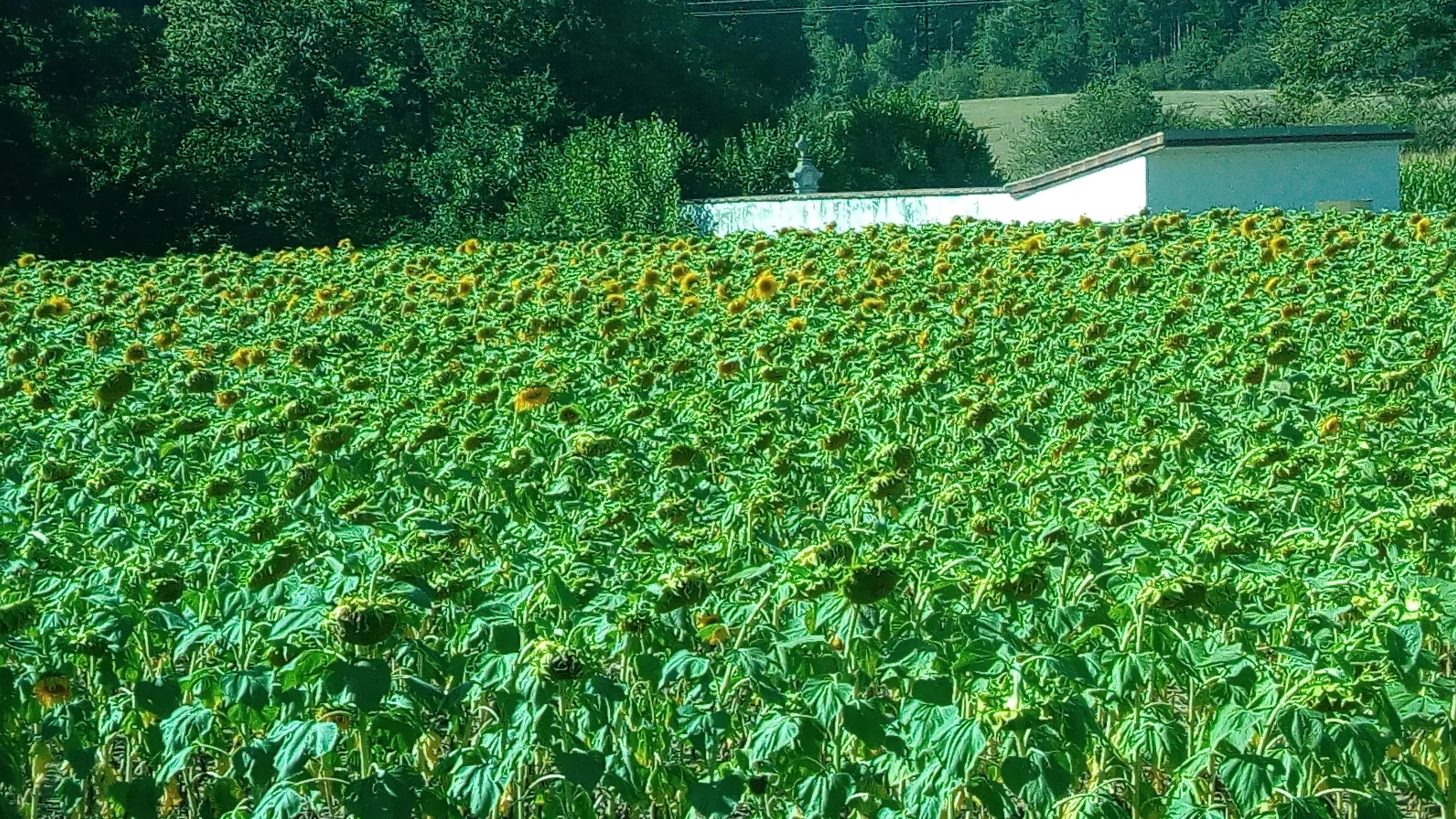 Field of Sunflowers