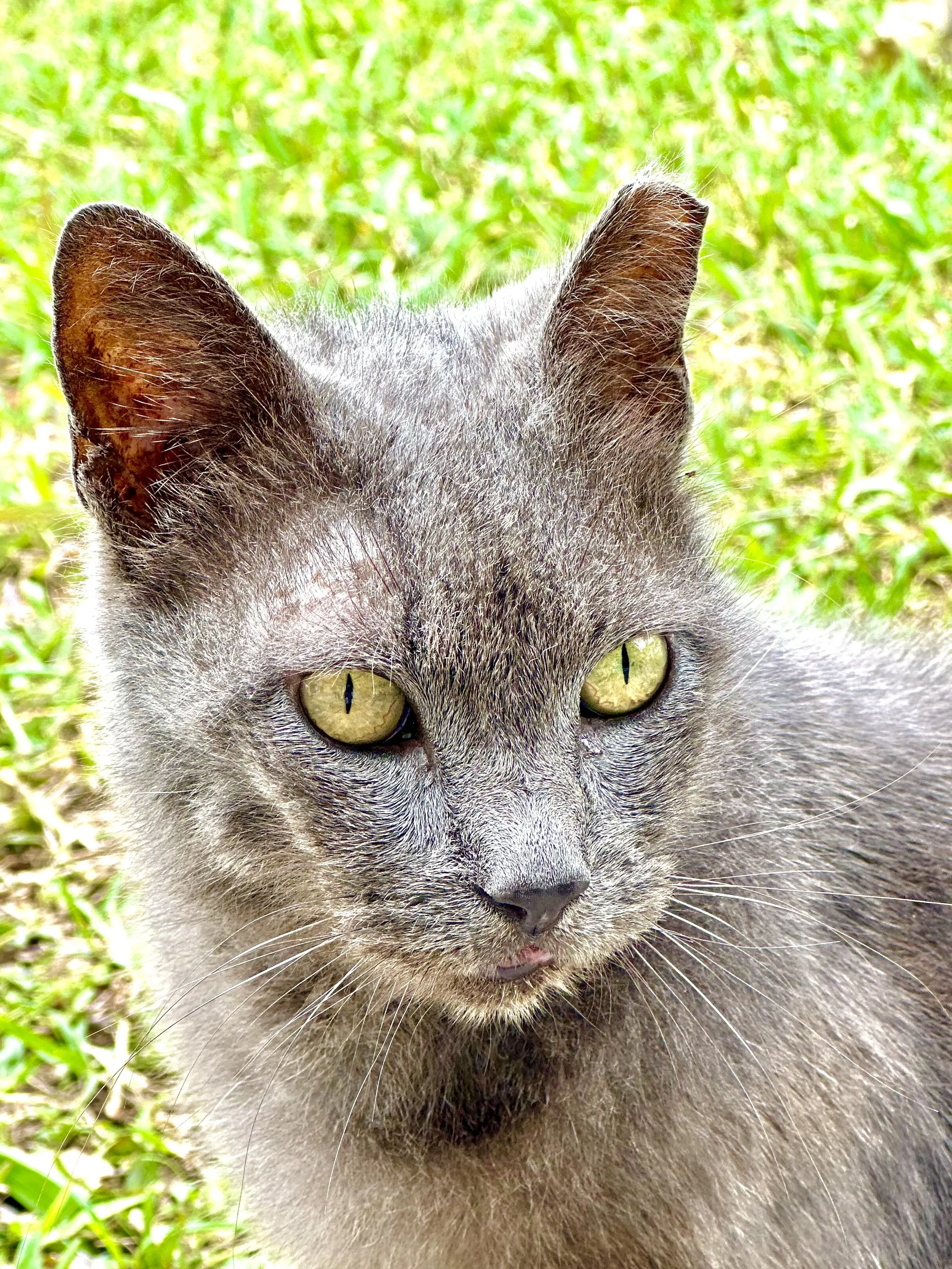 Catocallejas