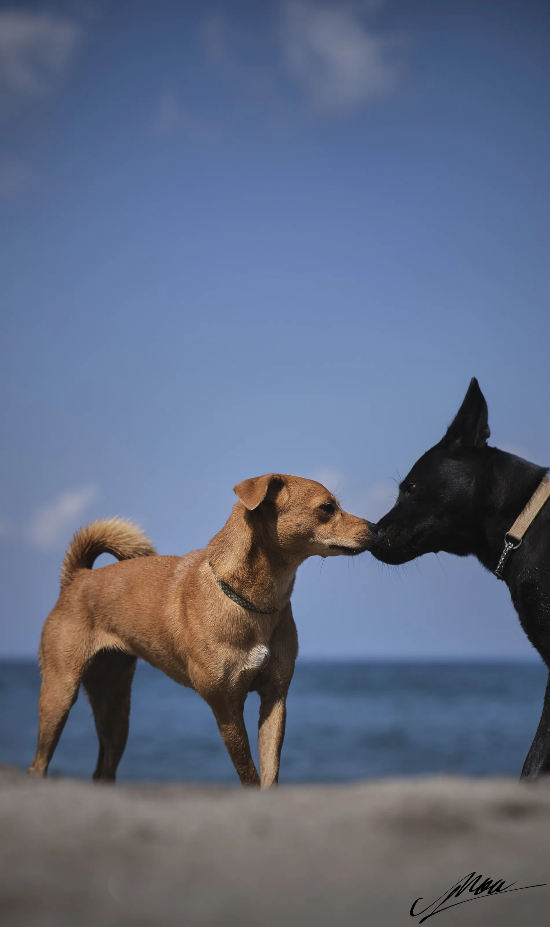 Seaside kisses