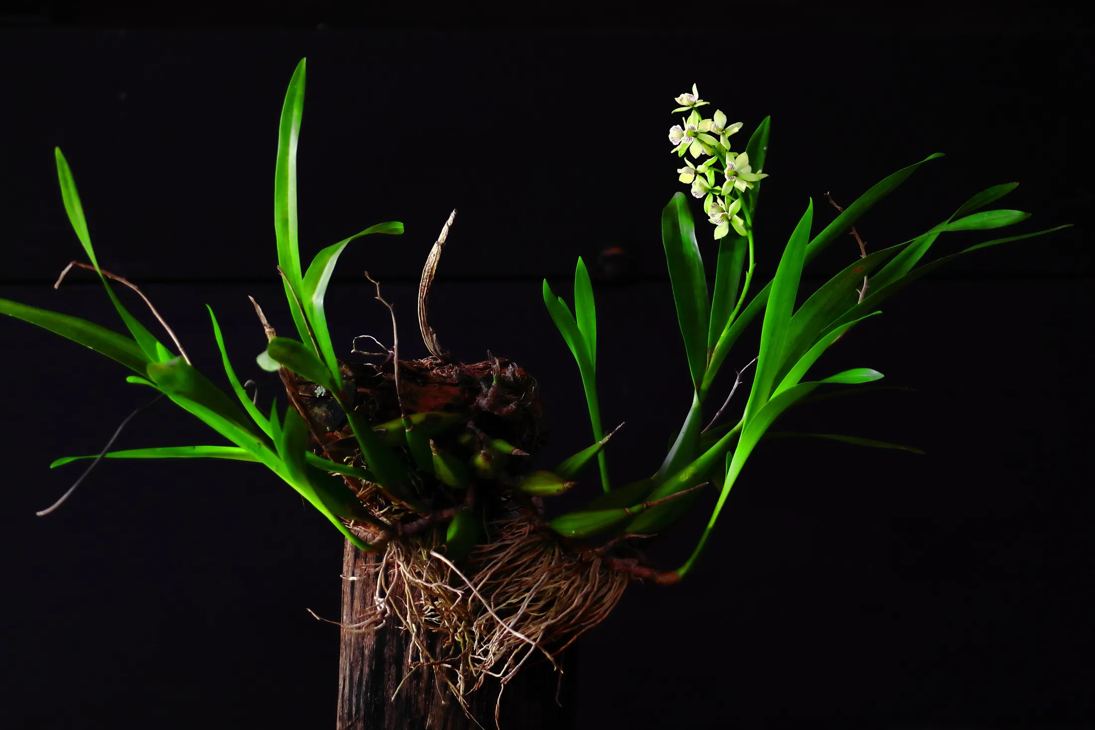 Orchid