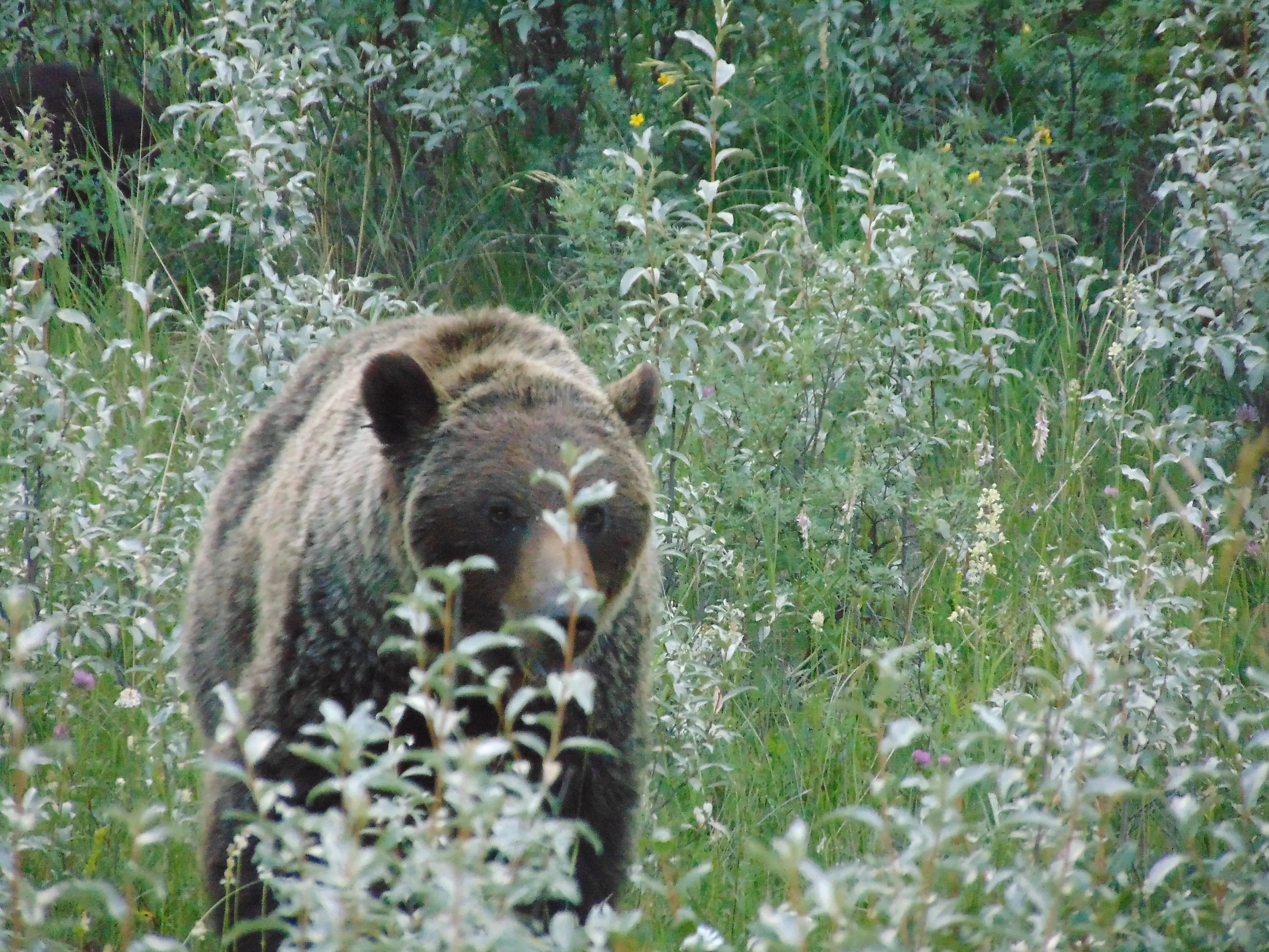 Grizzly in the woods!