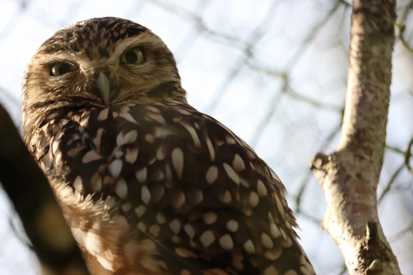 Unimpressed Owl