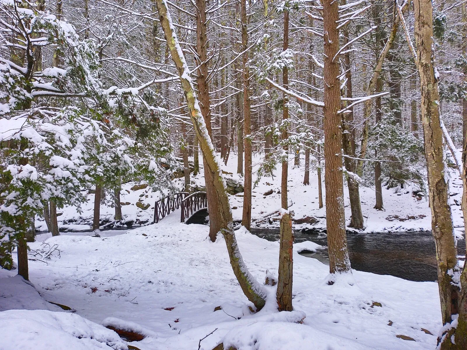 Through the woods and over the bridge