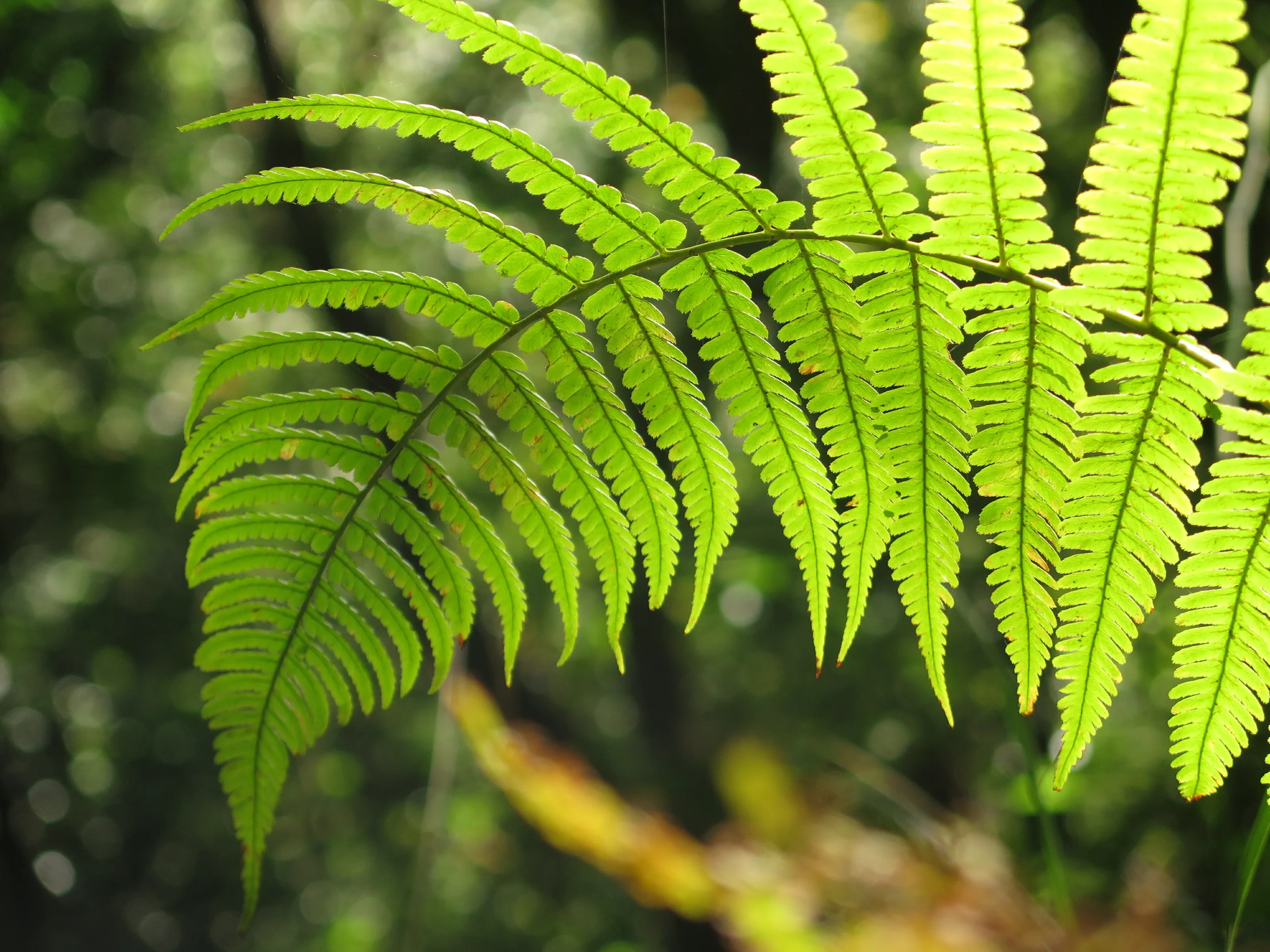 Fern