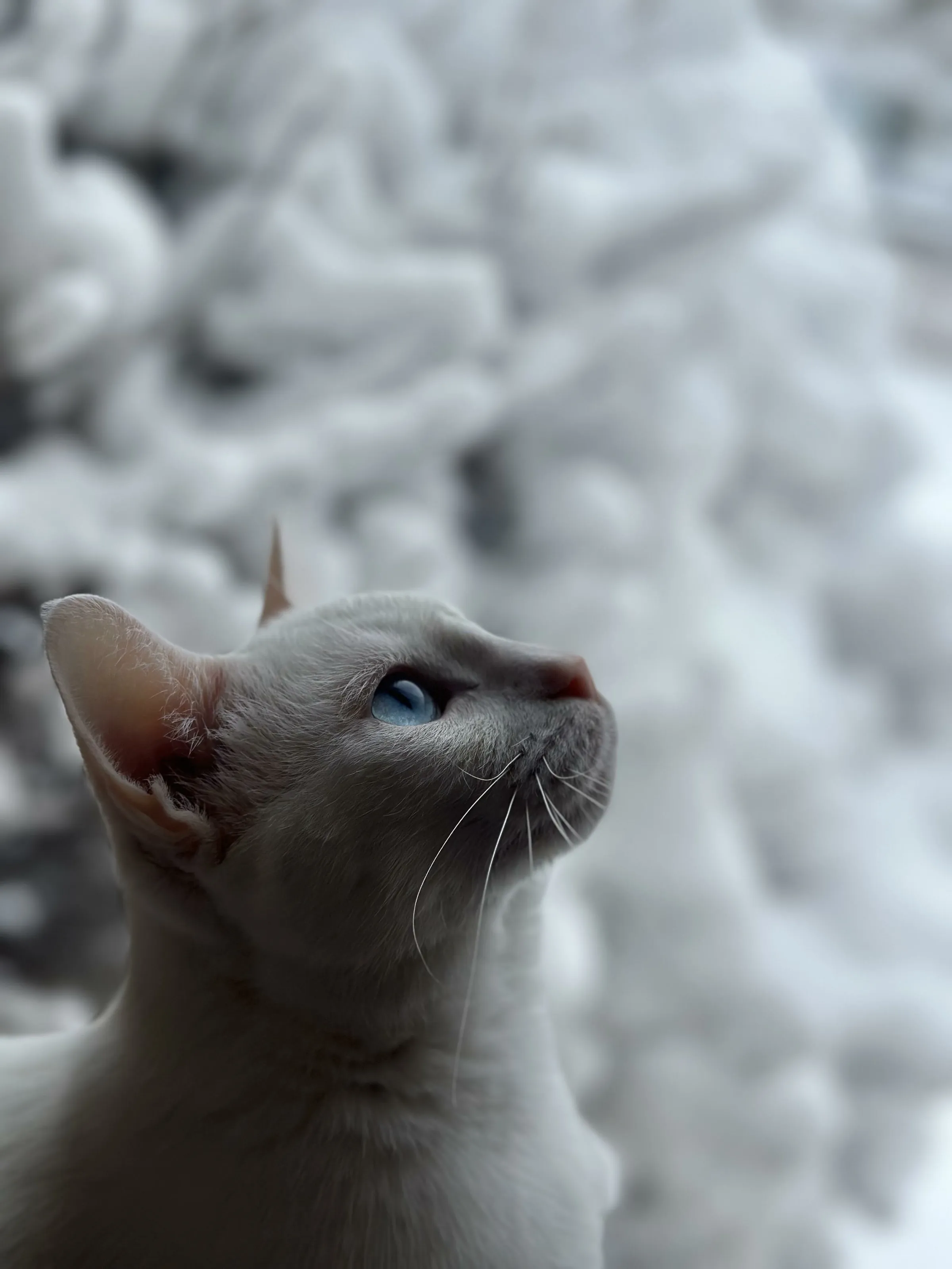 First Snow