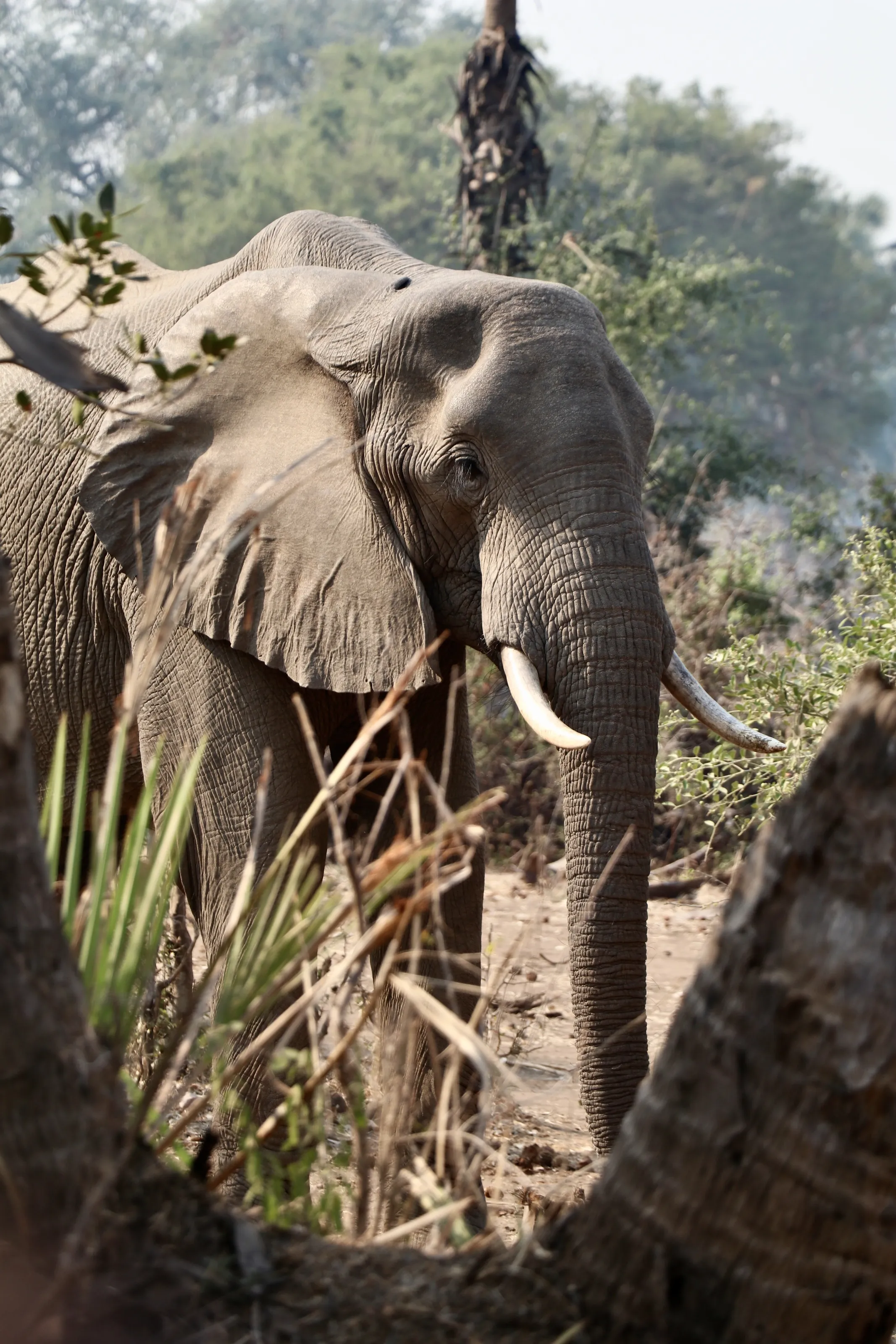 Elephant Framed by Tree Bark