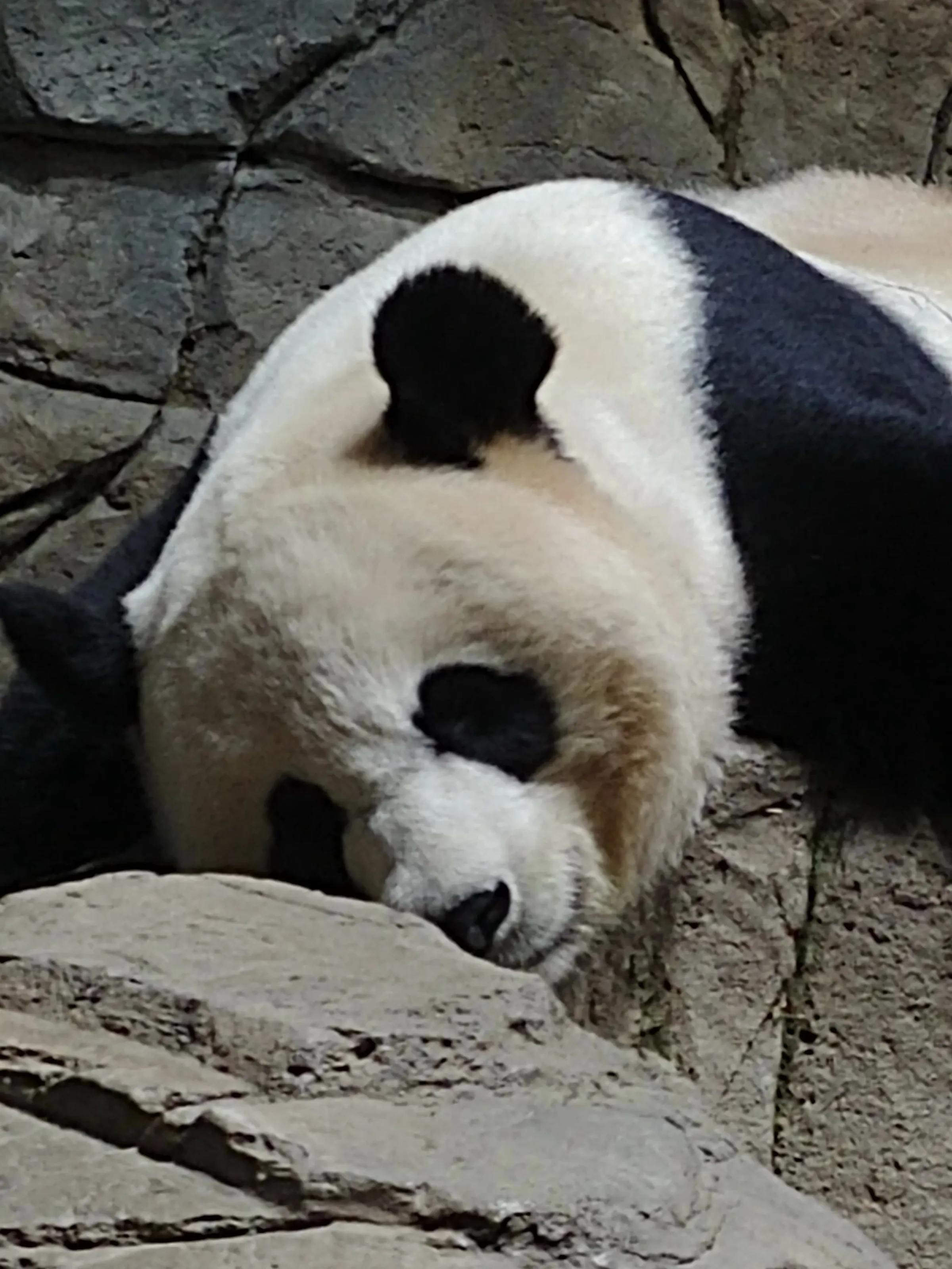 Slumbering Panda