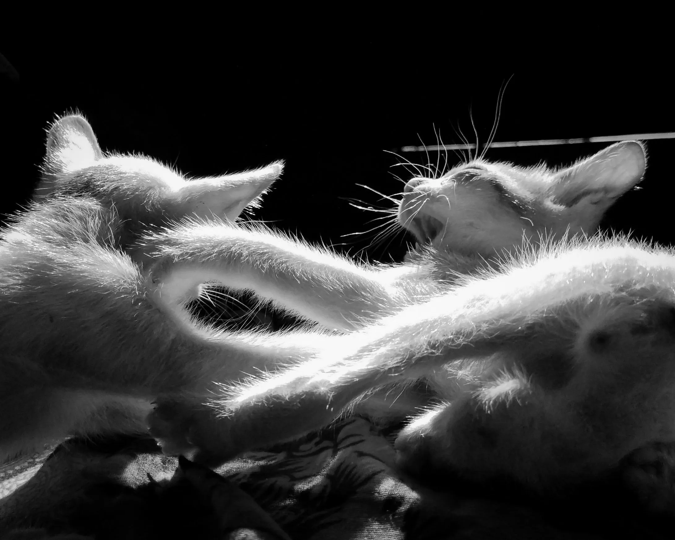 Kitty Fight