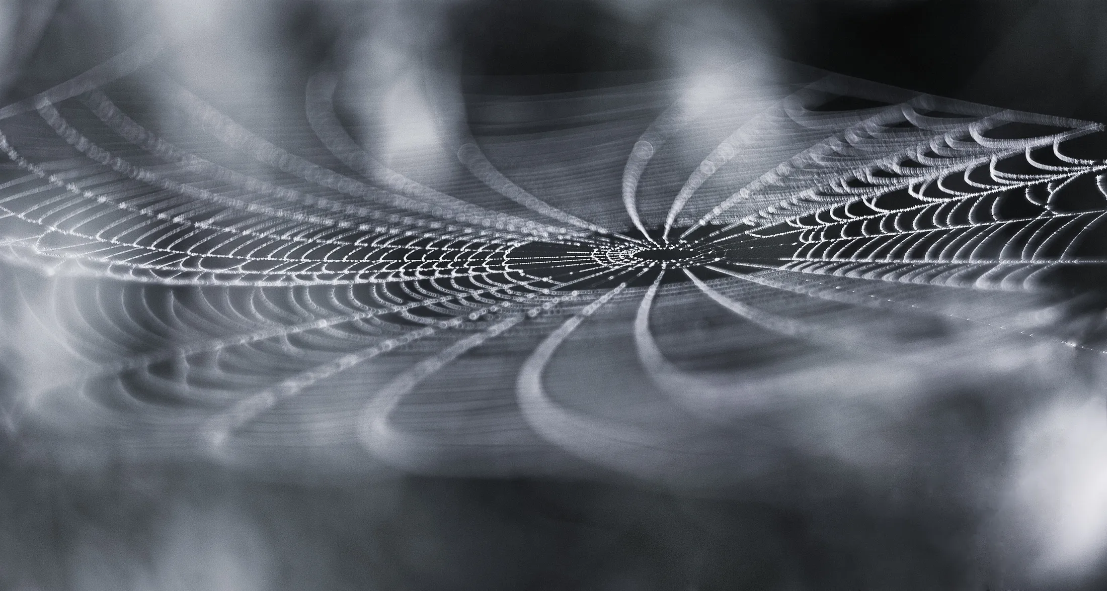 Entry 2717362