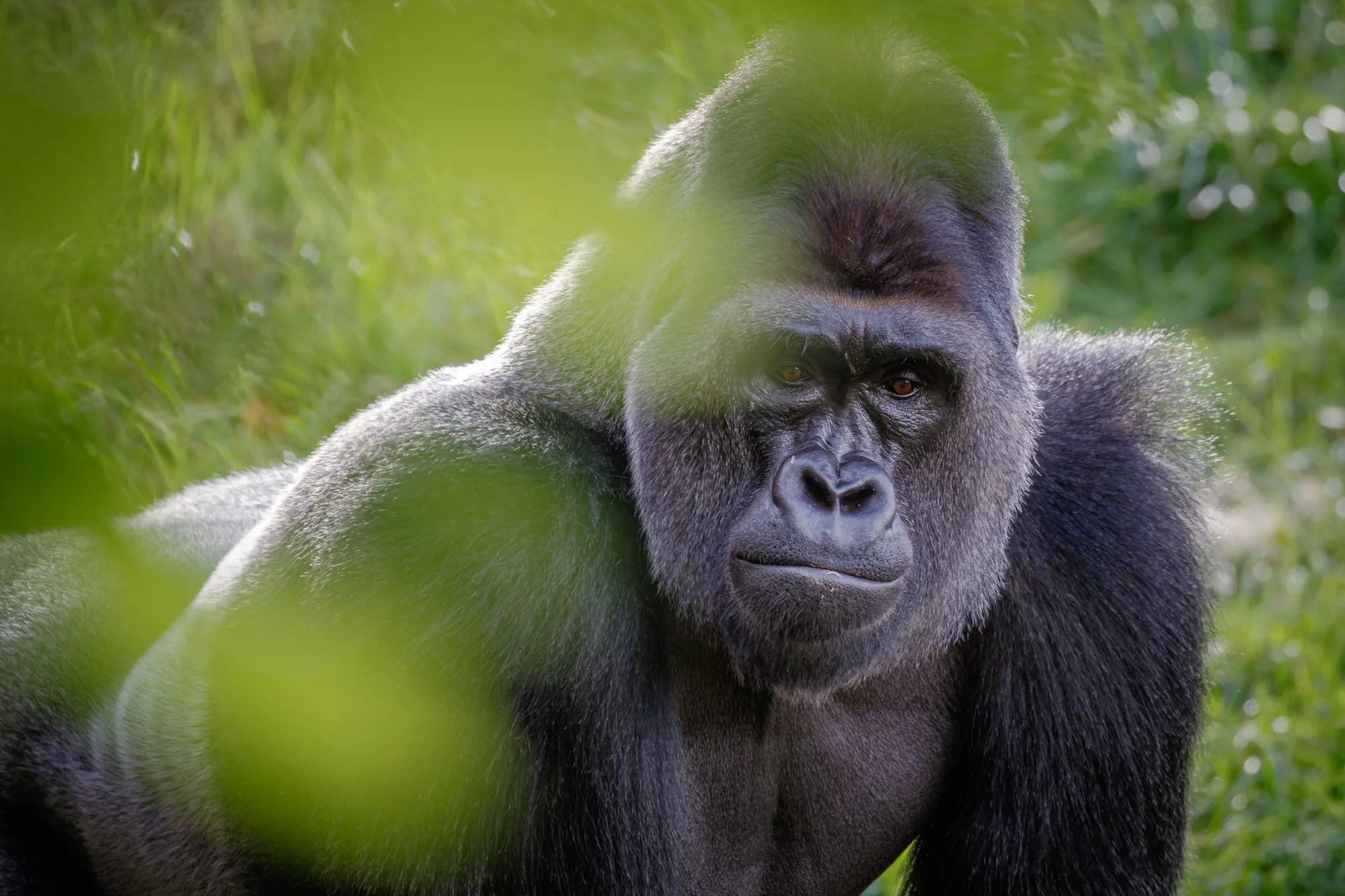 Western lowland gorilla - Gorilla gorilla gorilla